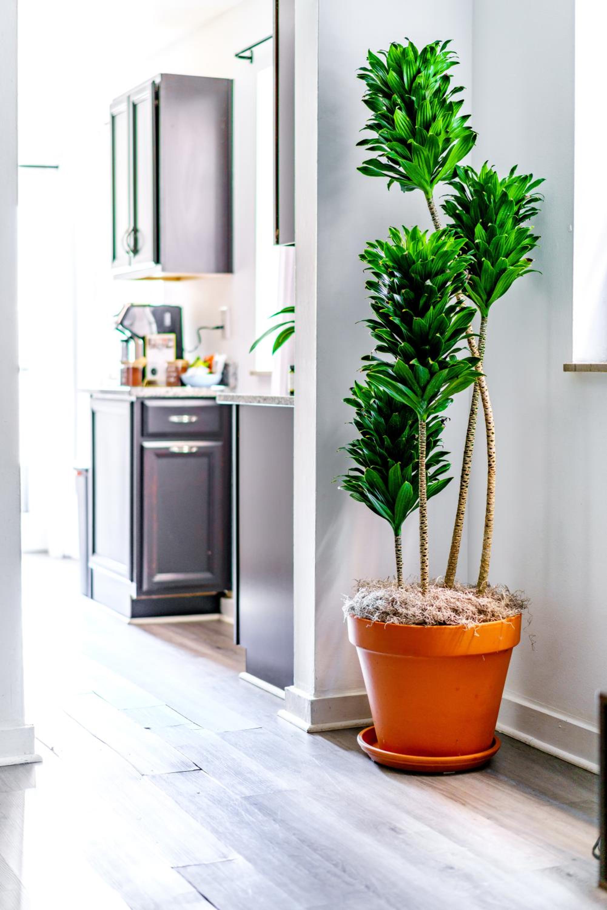 Jungle House Columbus Sleep 12 Downtown Ohio Free Parking - Steps to Convention Center & Nationwide Arena - 2BR Short North Luxury Home - Over 5,800 Five S