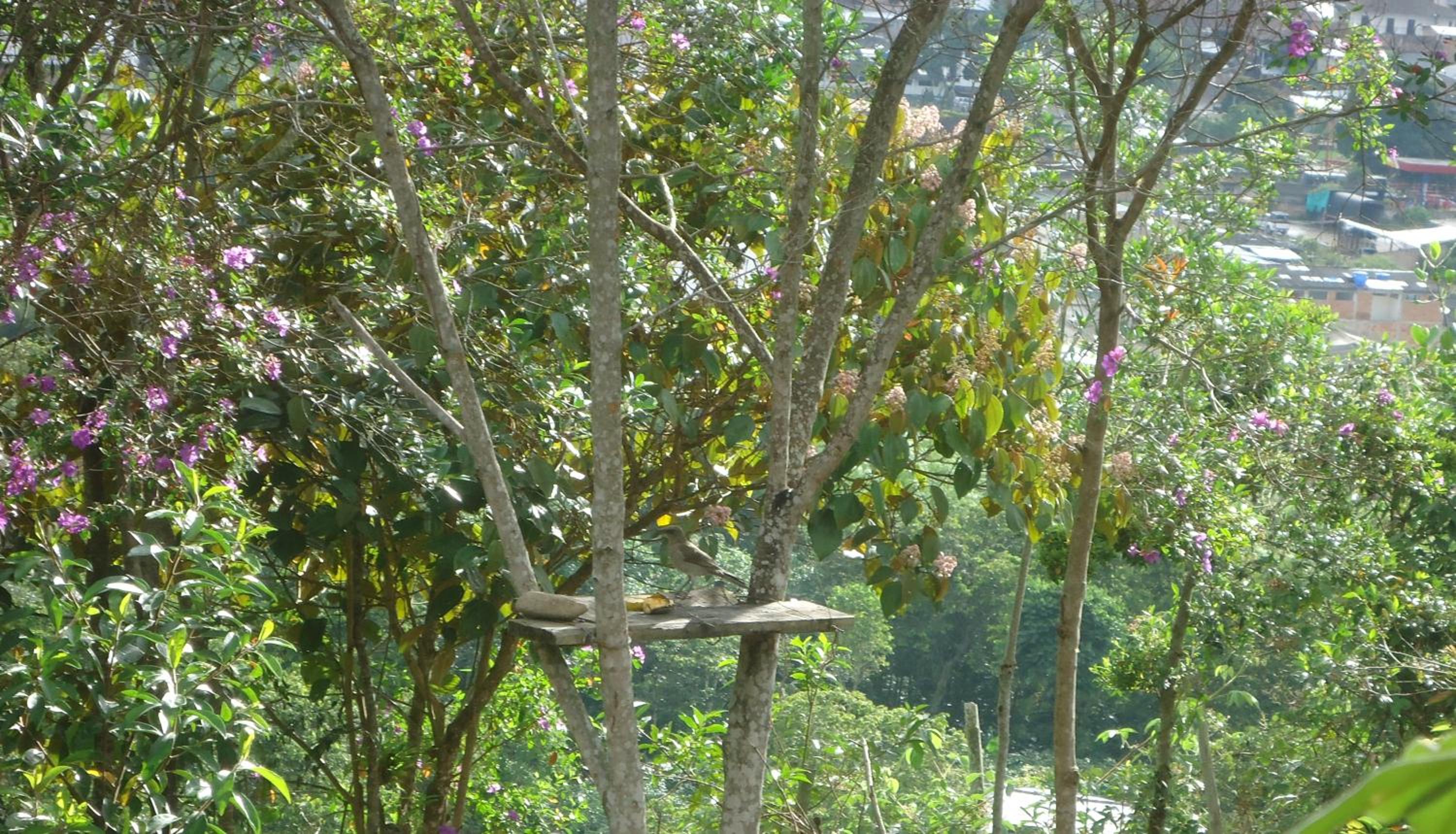 San Agustín Wayrana