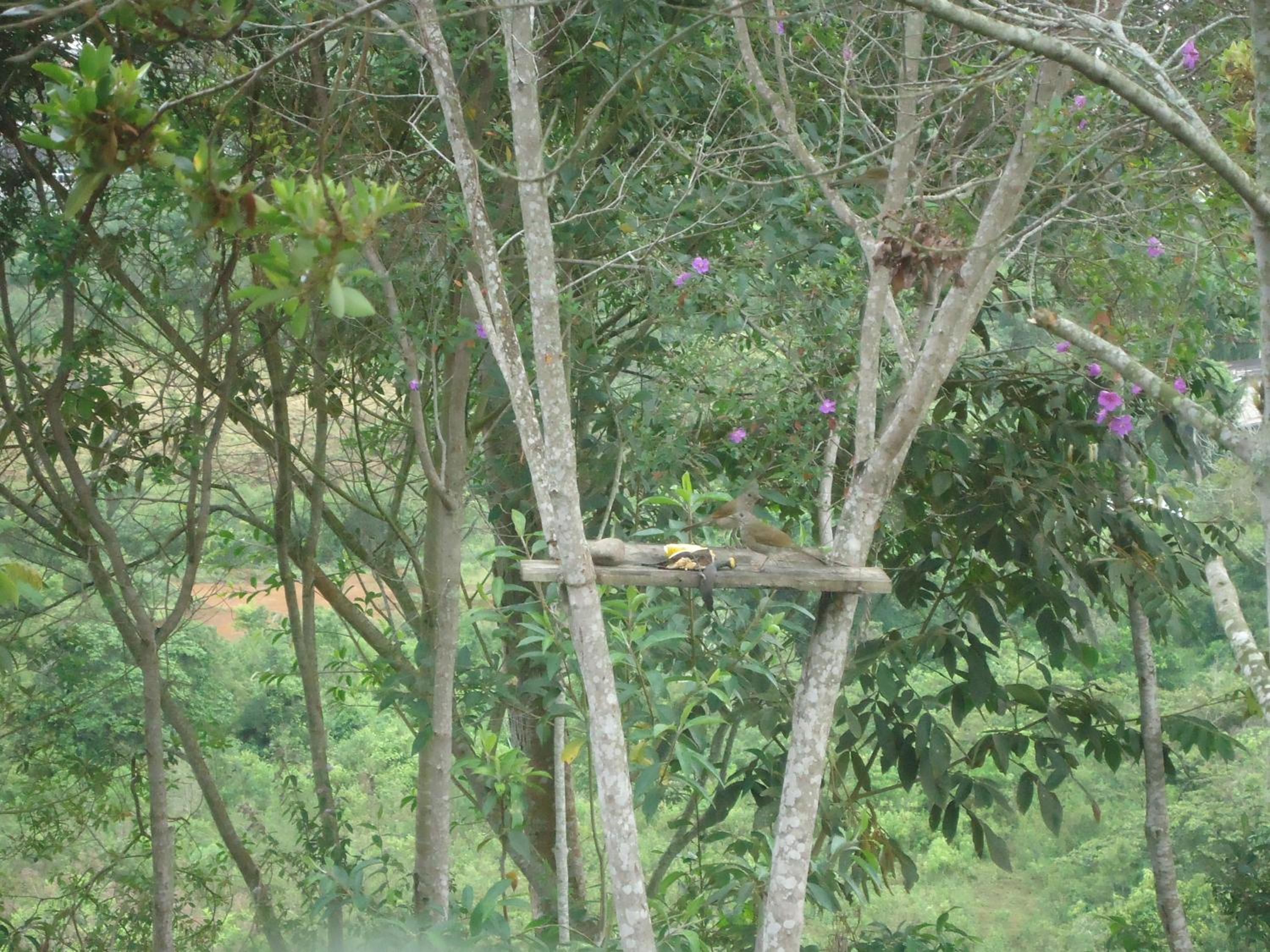 San Agustín Wayrana