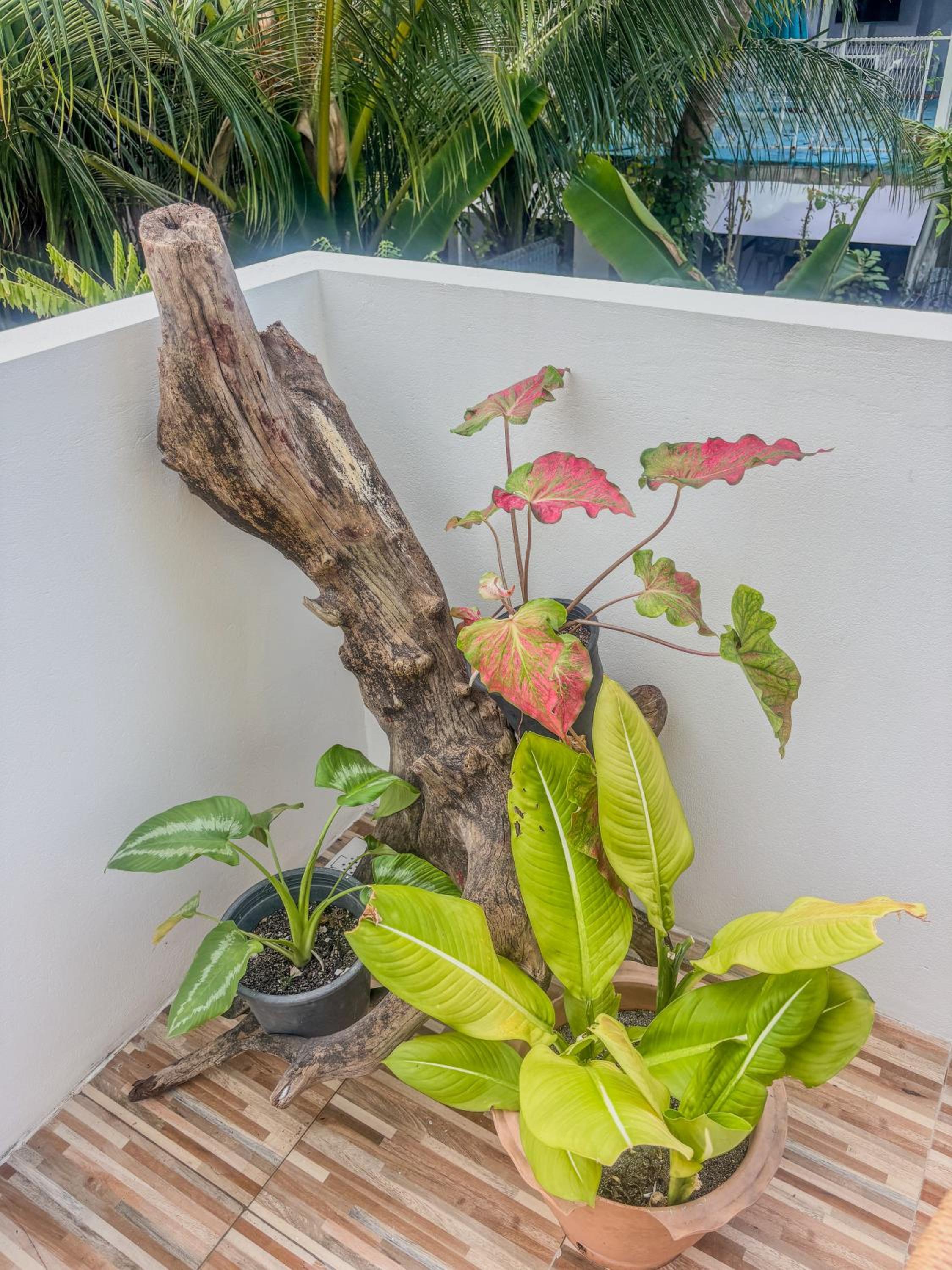 Eco Palm Maldives photo 5