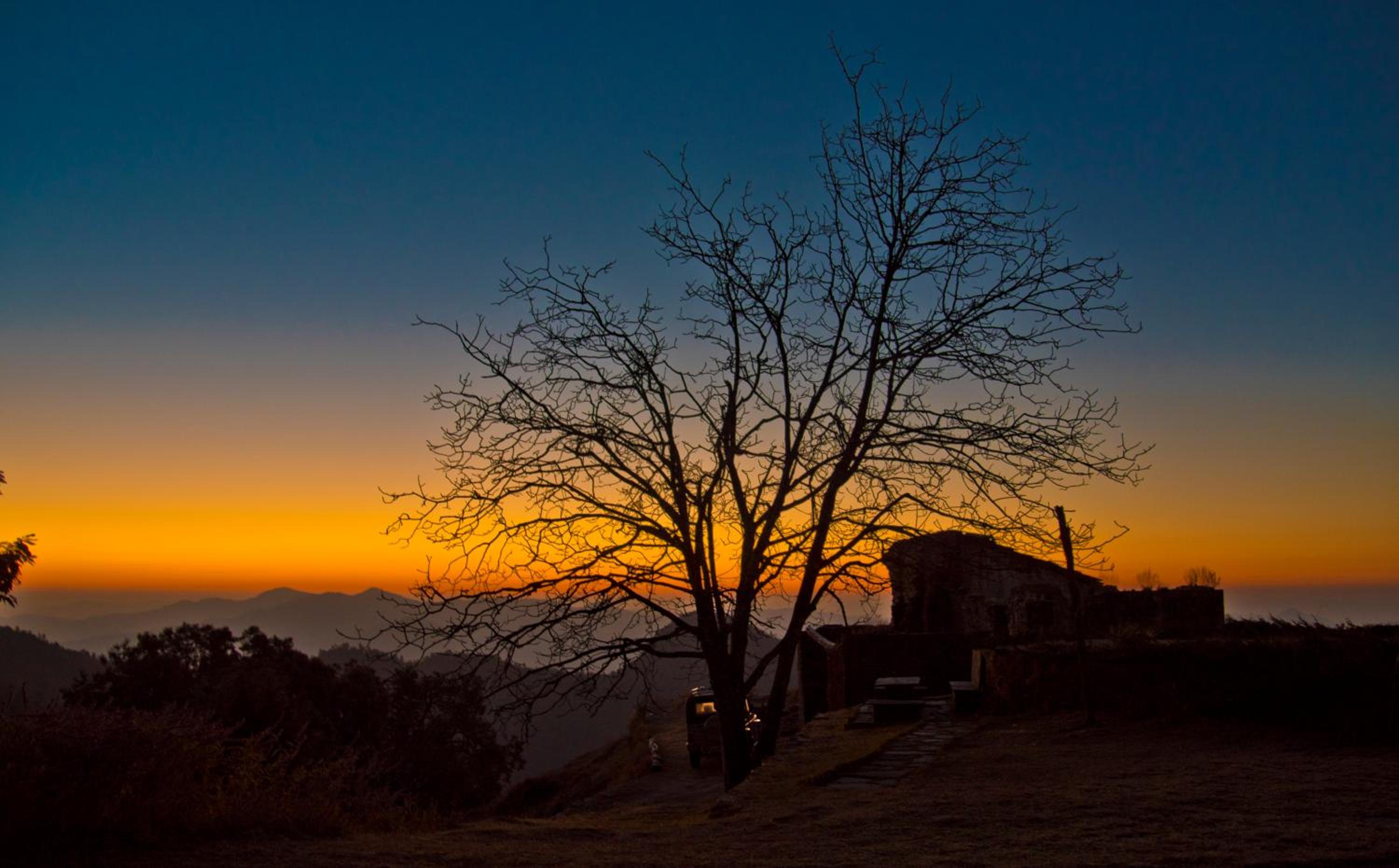 Tree of Life Grand Oak Manor Binsar