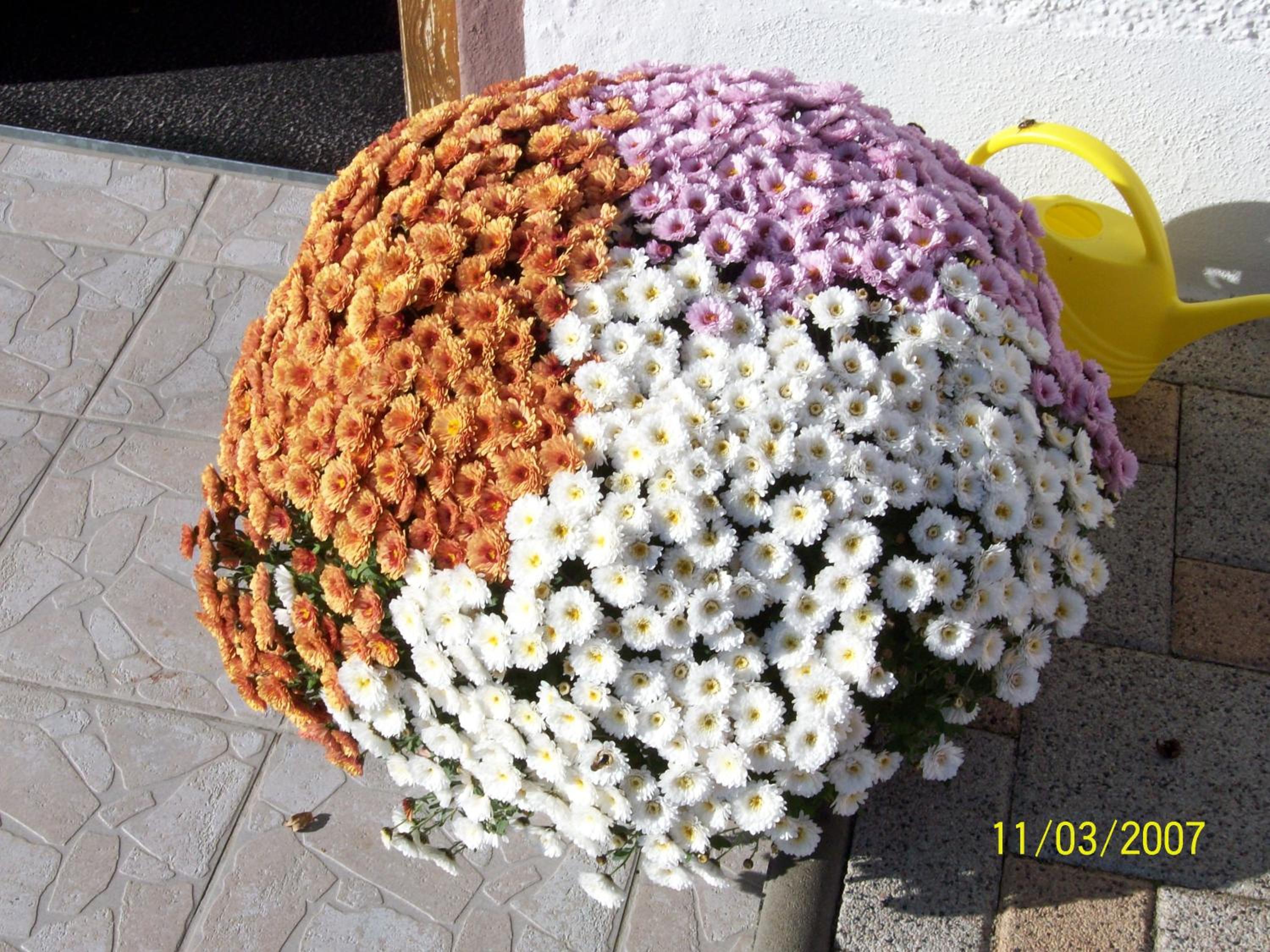 Photo 43