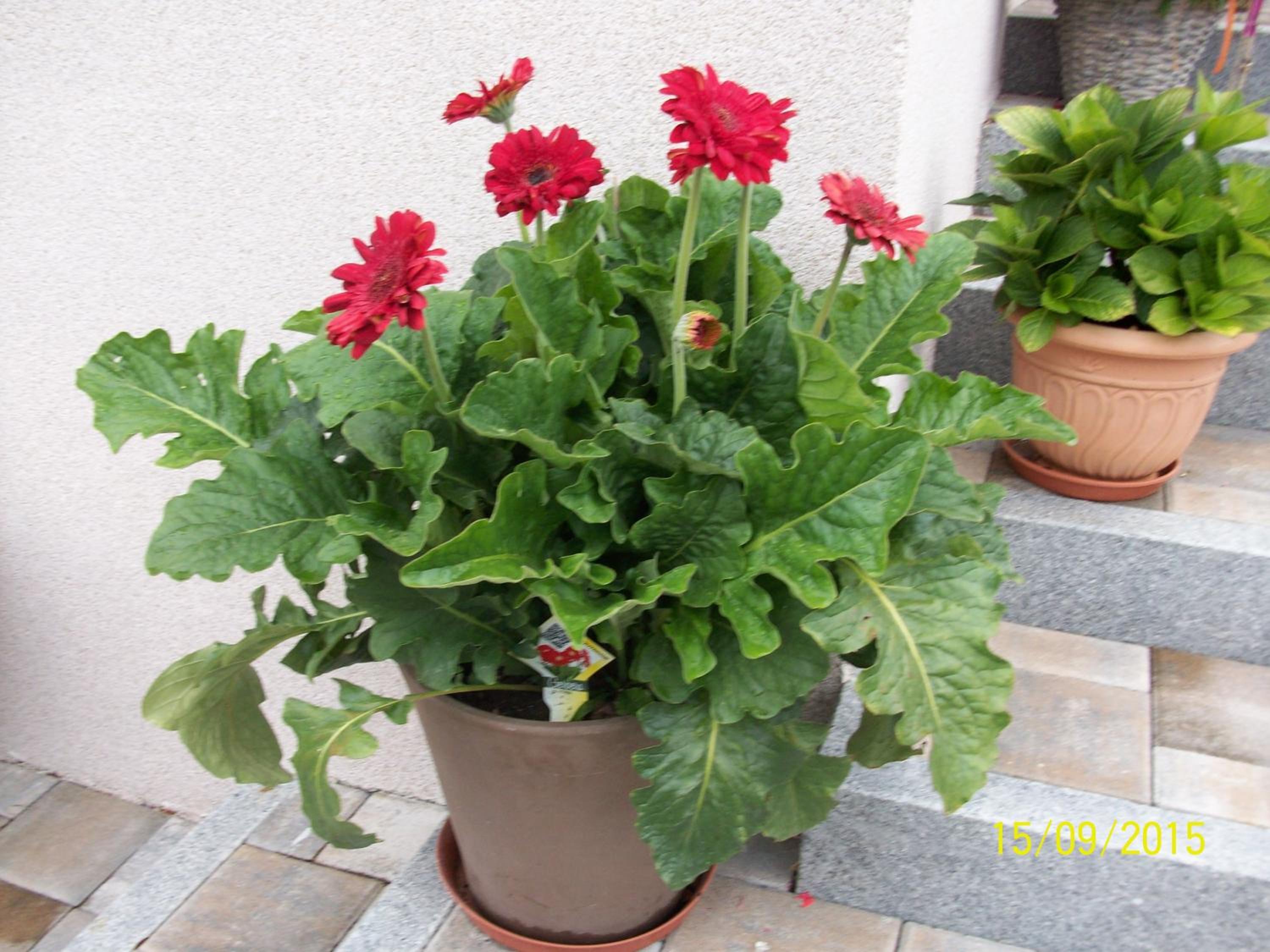 Photo 46