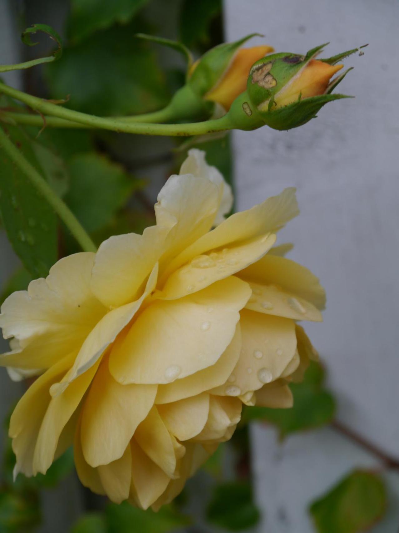 Photo 66