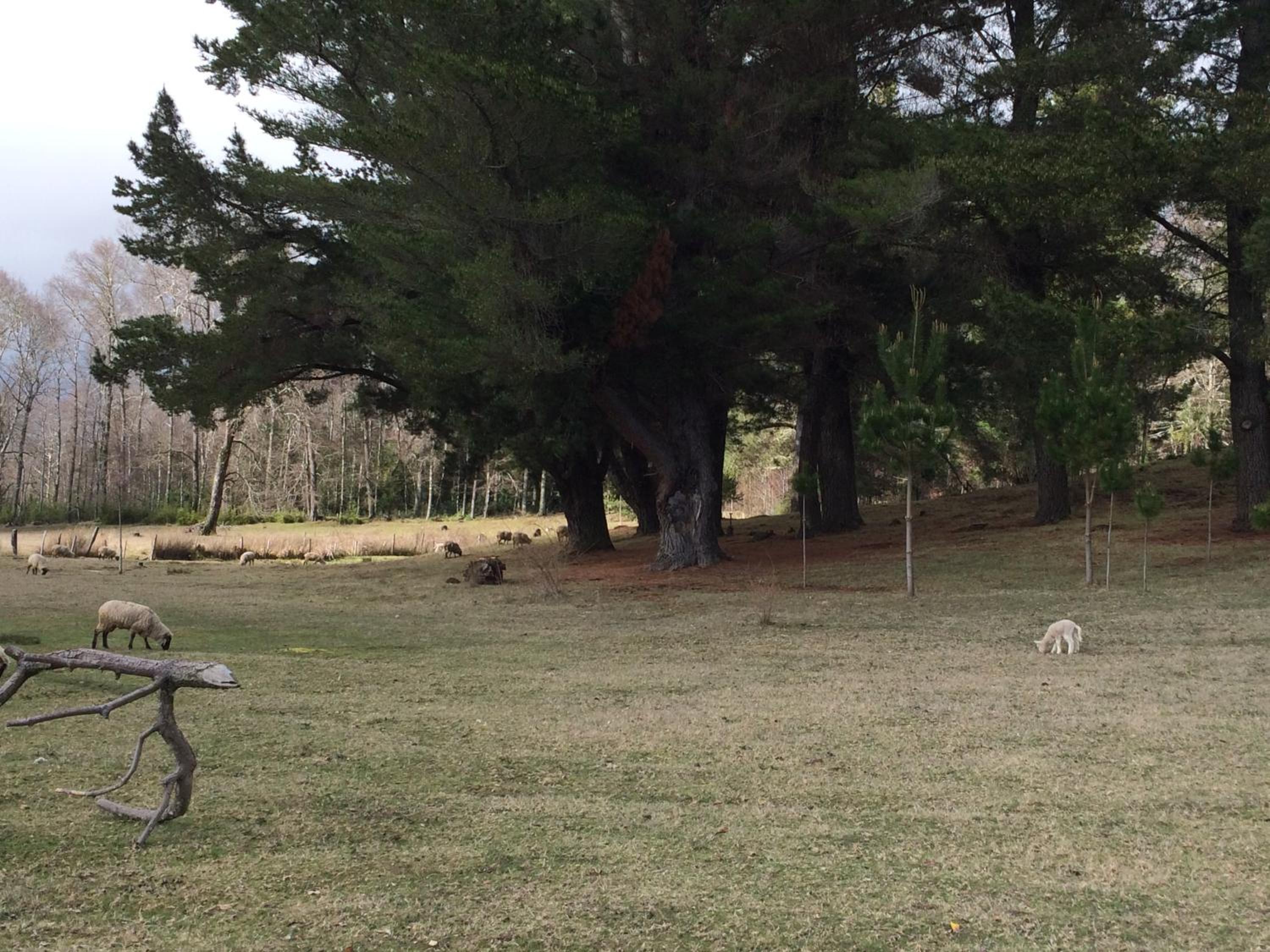 Rancho Saeta