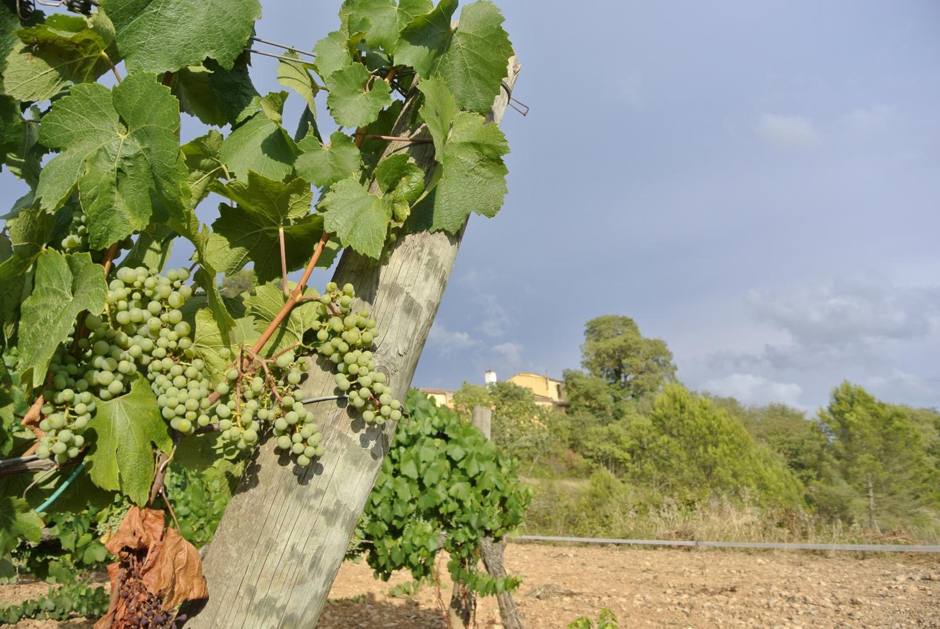 Maset del Garraf