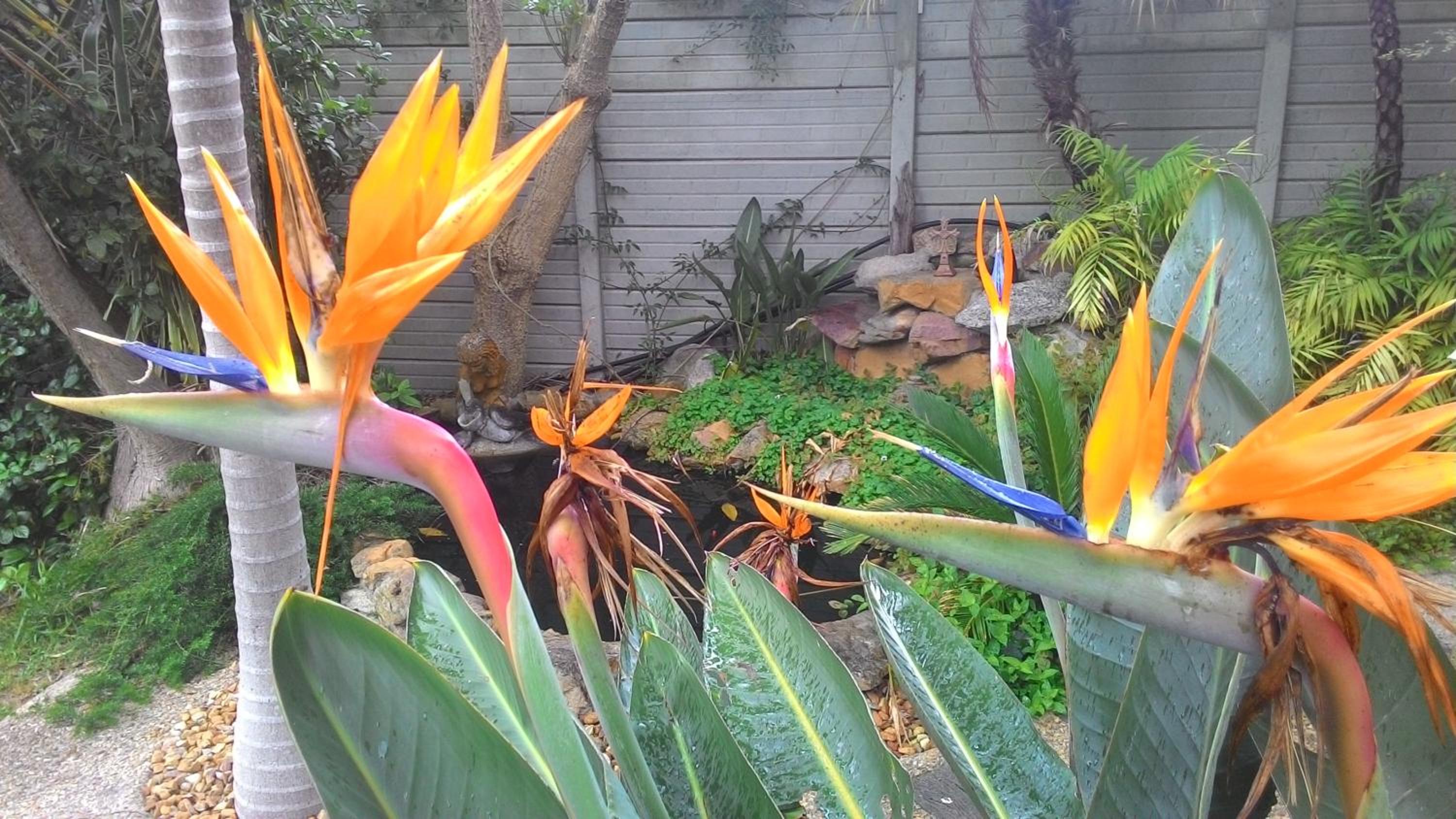 Protea Retreat