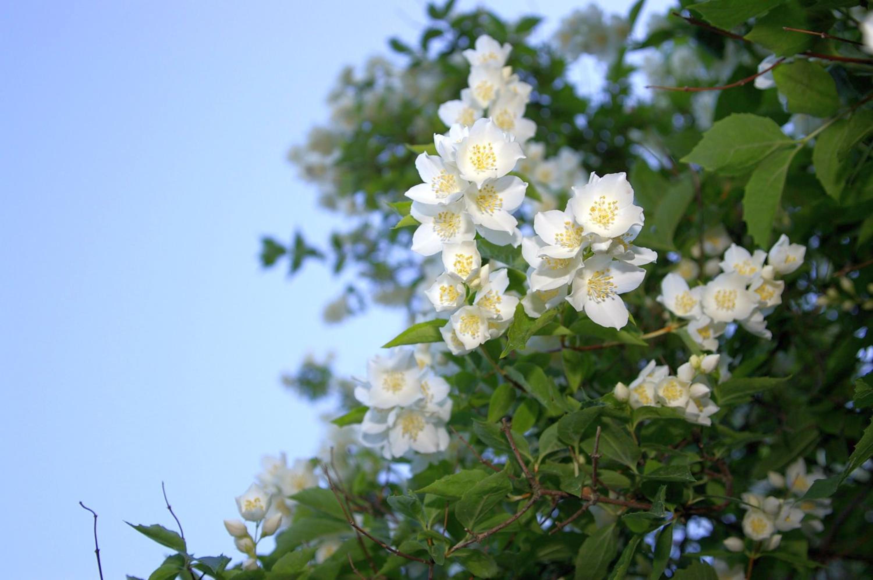 Photo 44