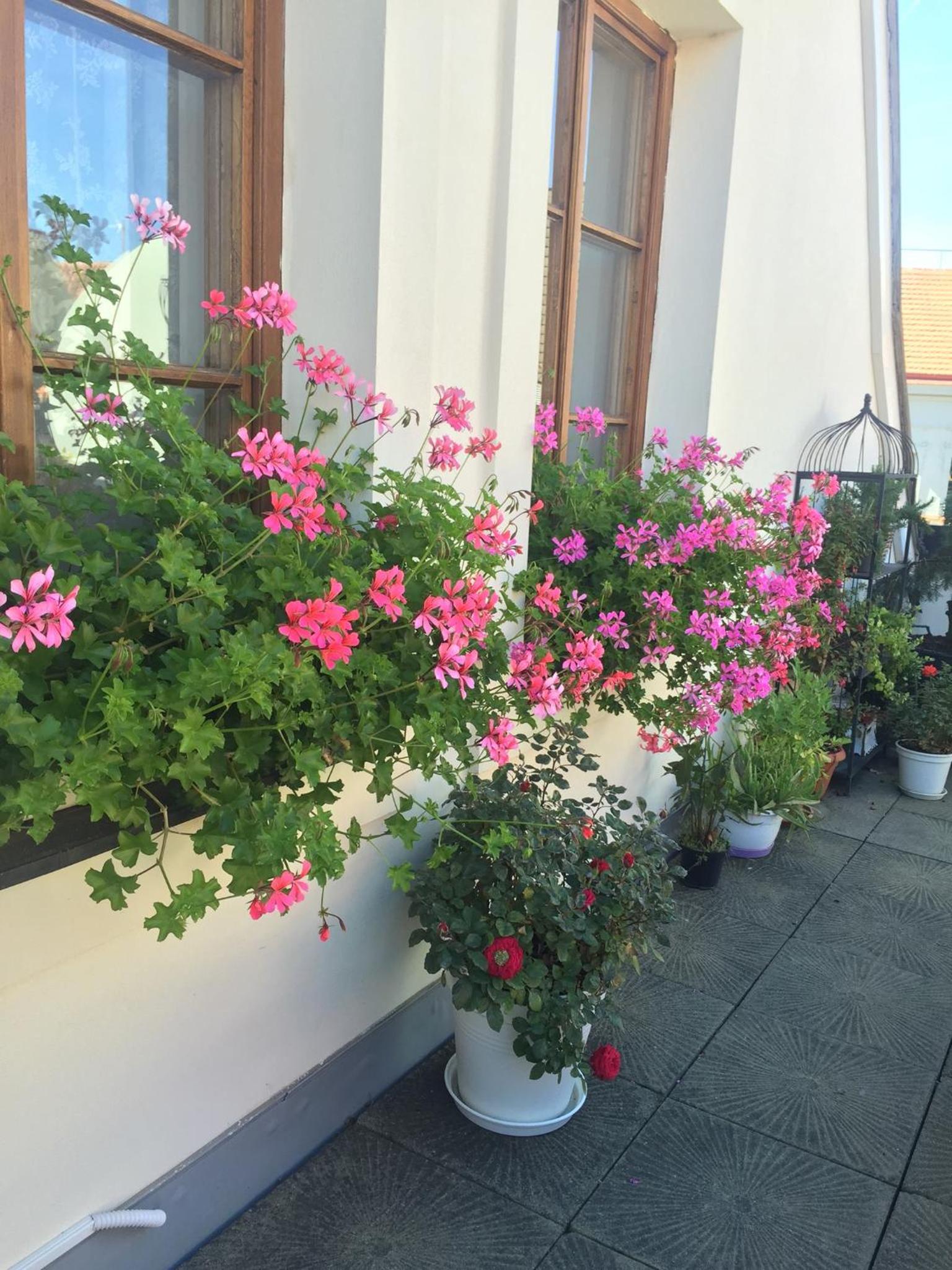 Old Town Boutique Apartments