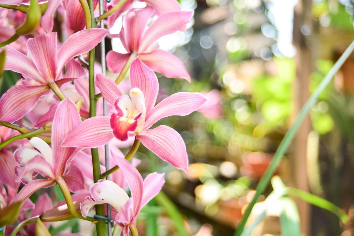 Orquídea Café