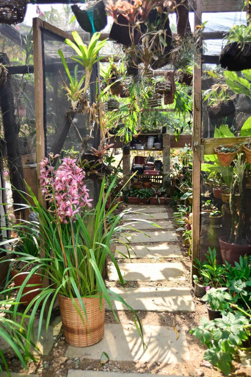 Orquídea Café