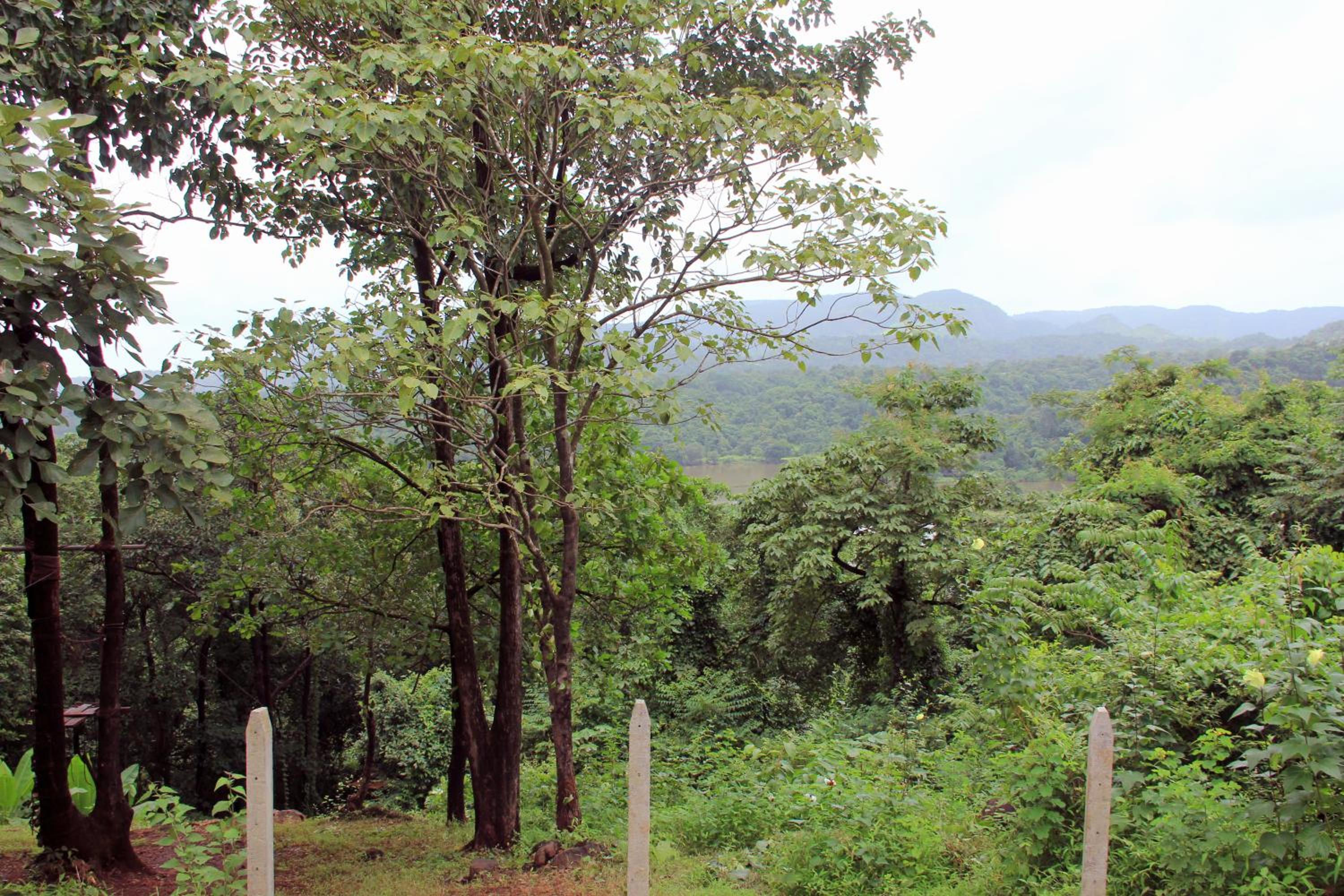 Nature Trails Kundalika, Kolad