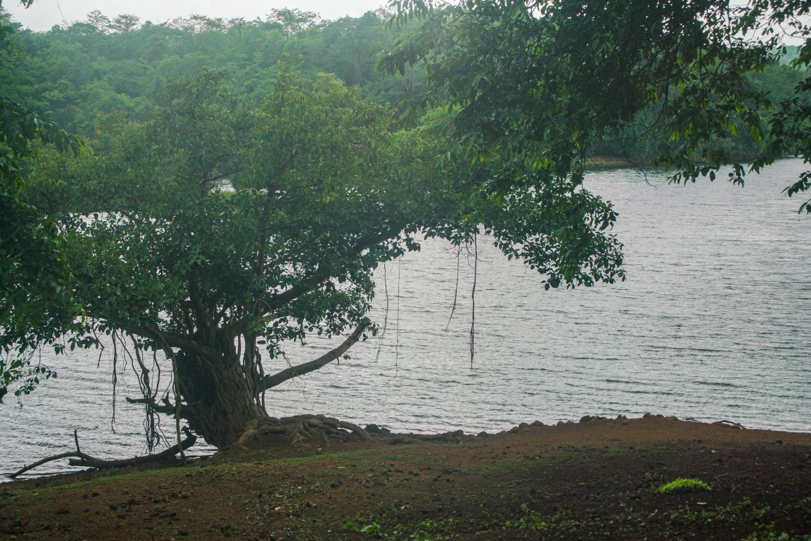 Nature Trails Kundalika, Kolad