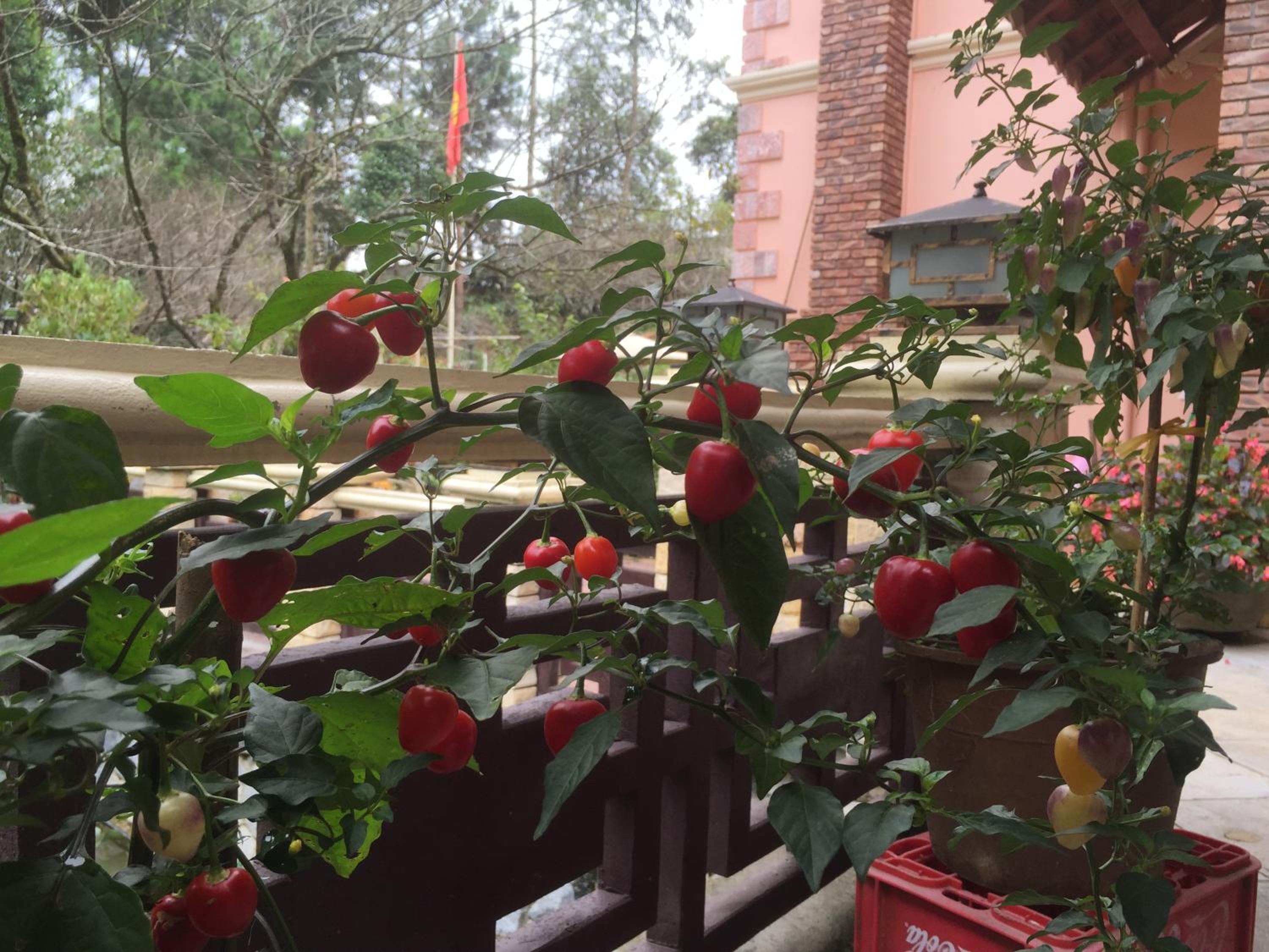 Sapa Garden Bed and Breakfast