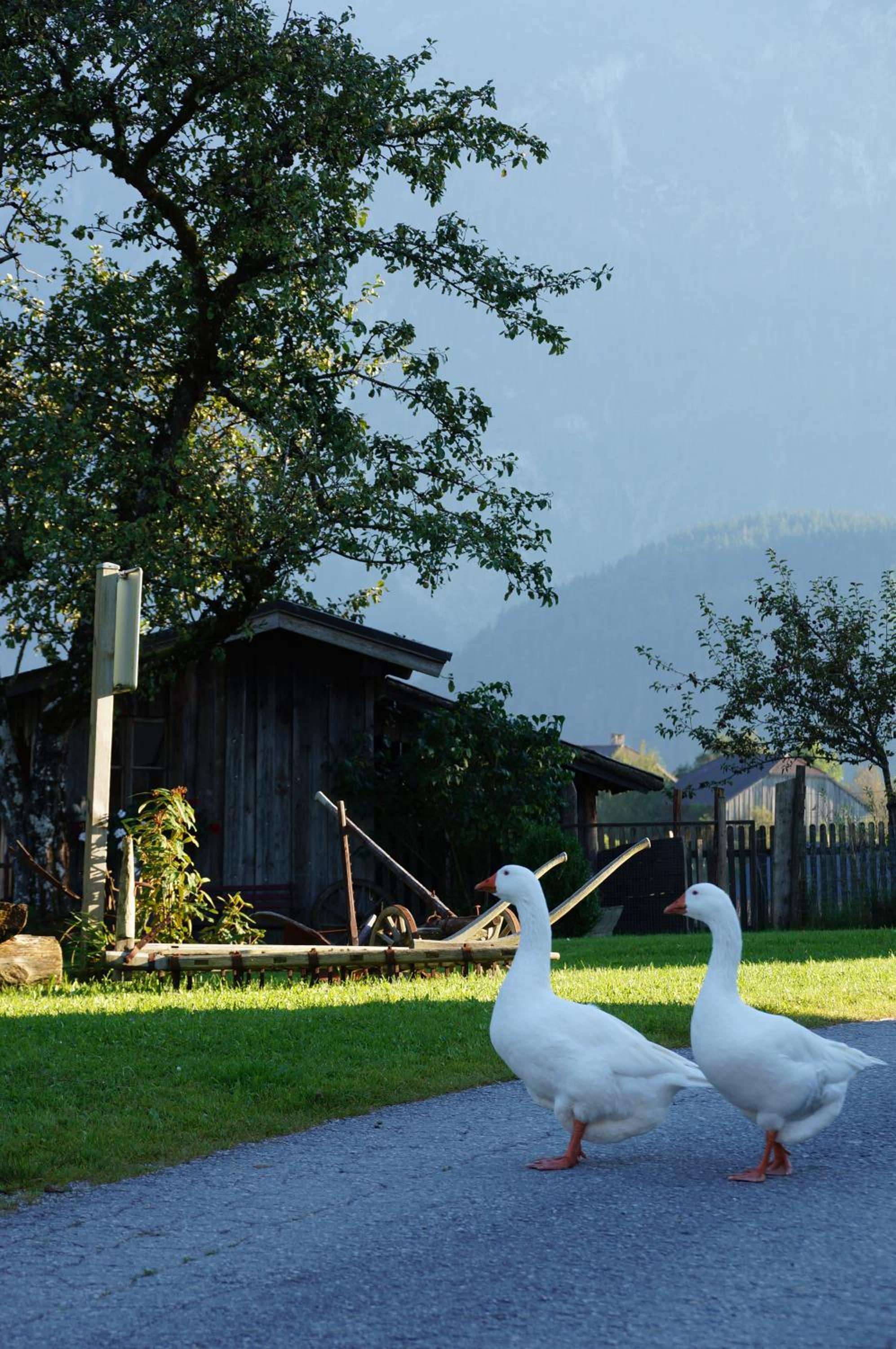 Ferienwohnungen Rettenbacher