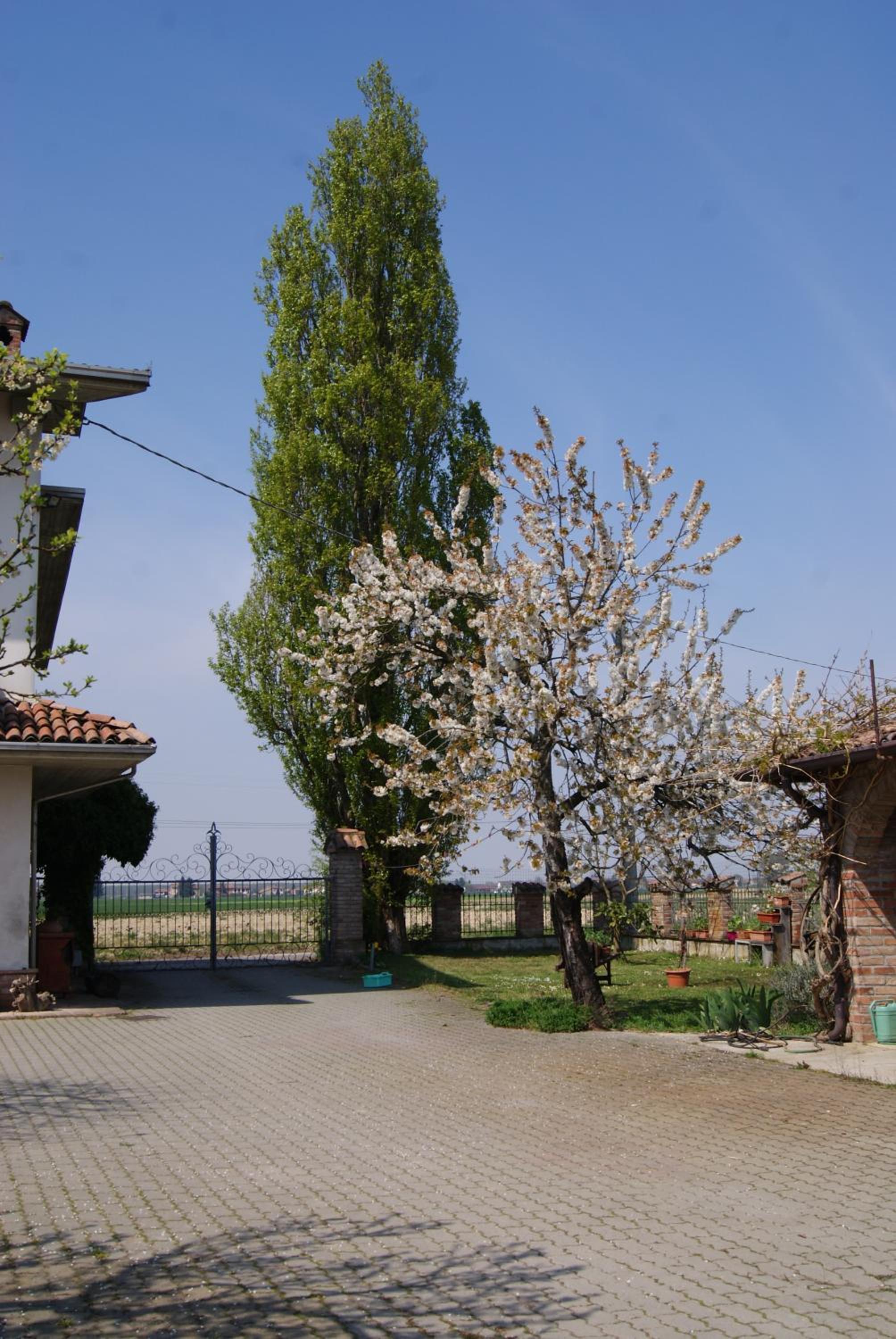 Antico Pioppo