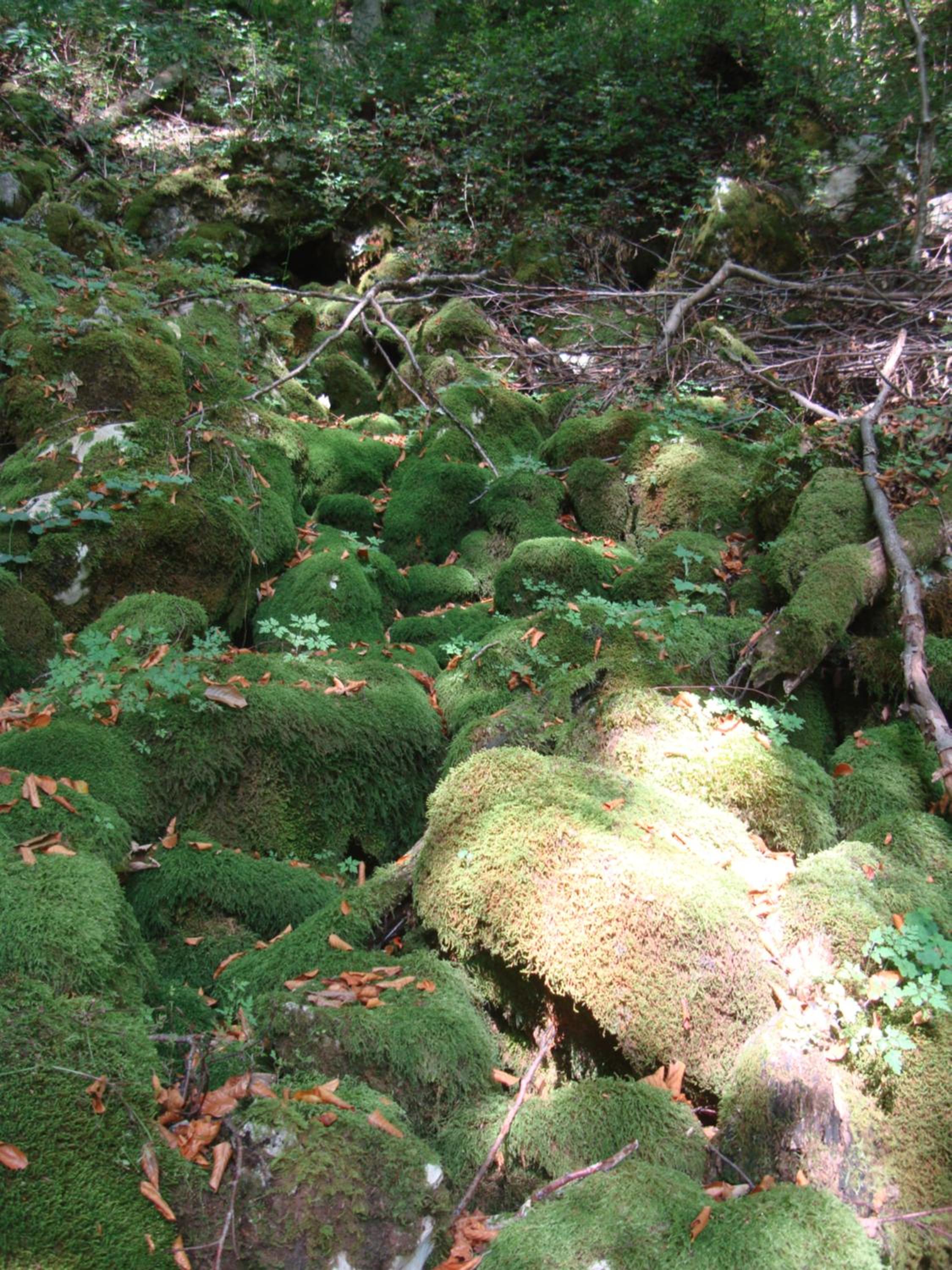 Photo 48