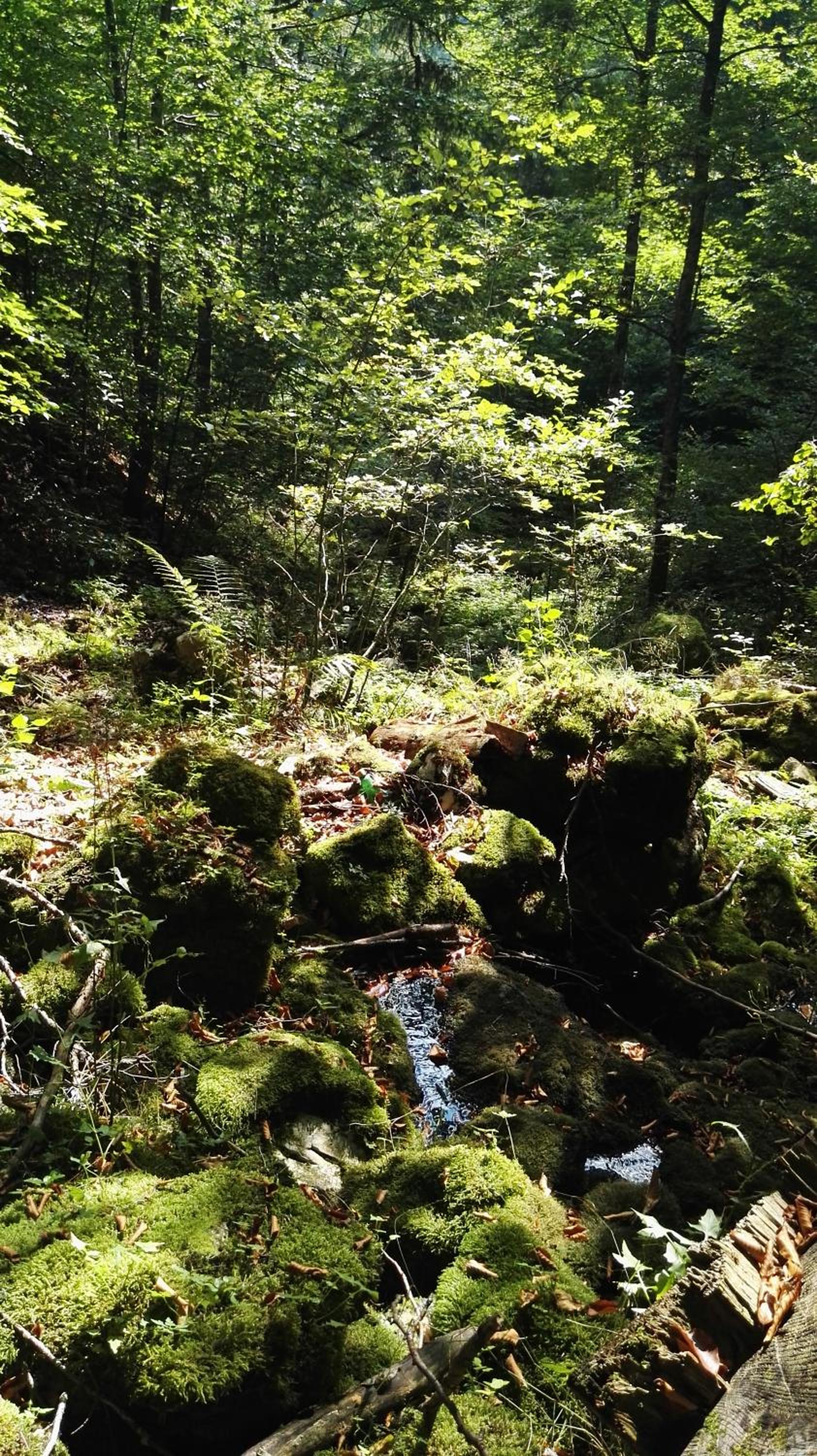 Photo 46