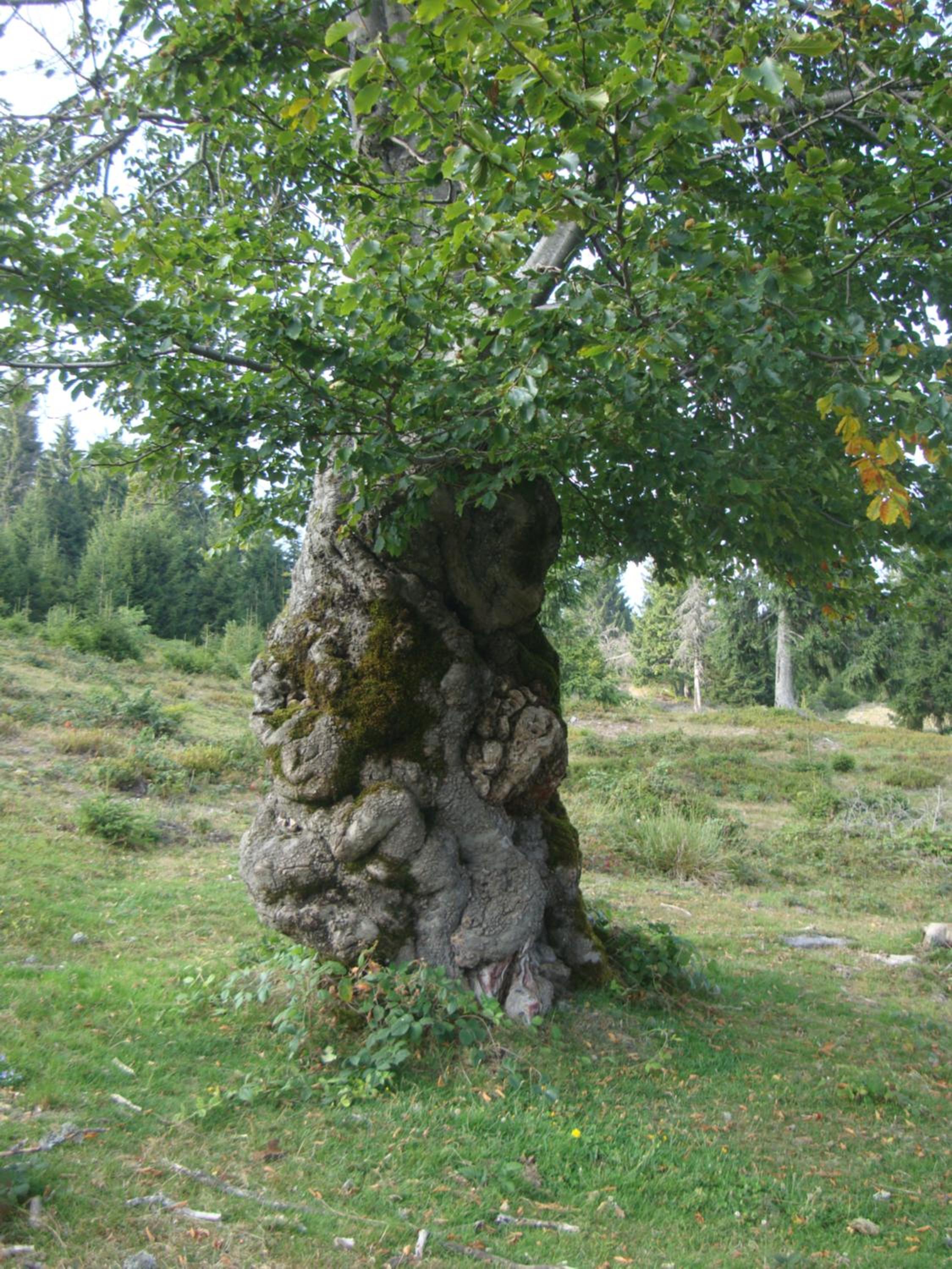 Photo 34