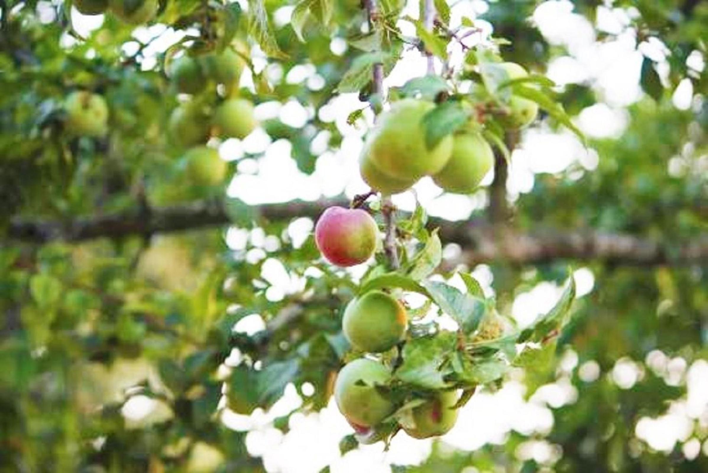 Trinetra Orchards