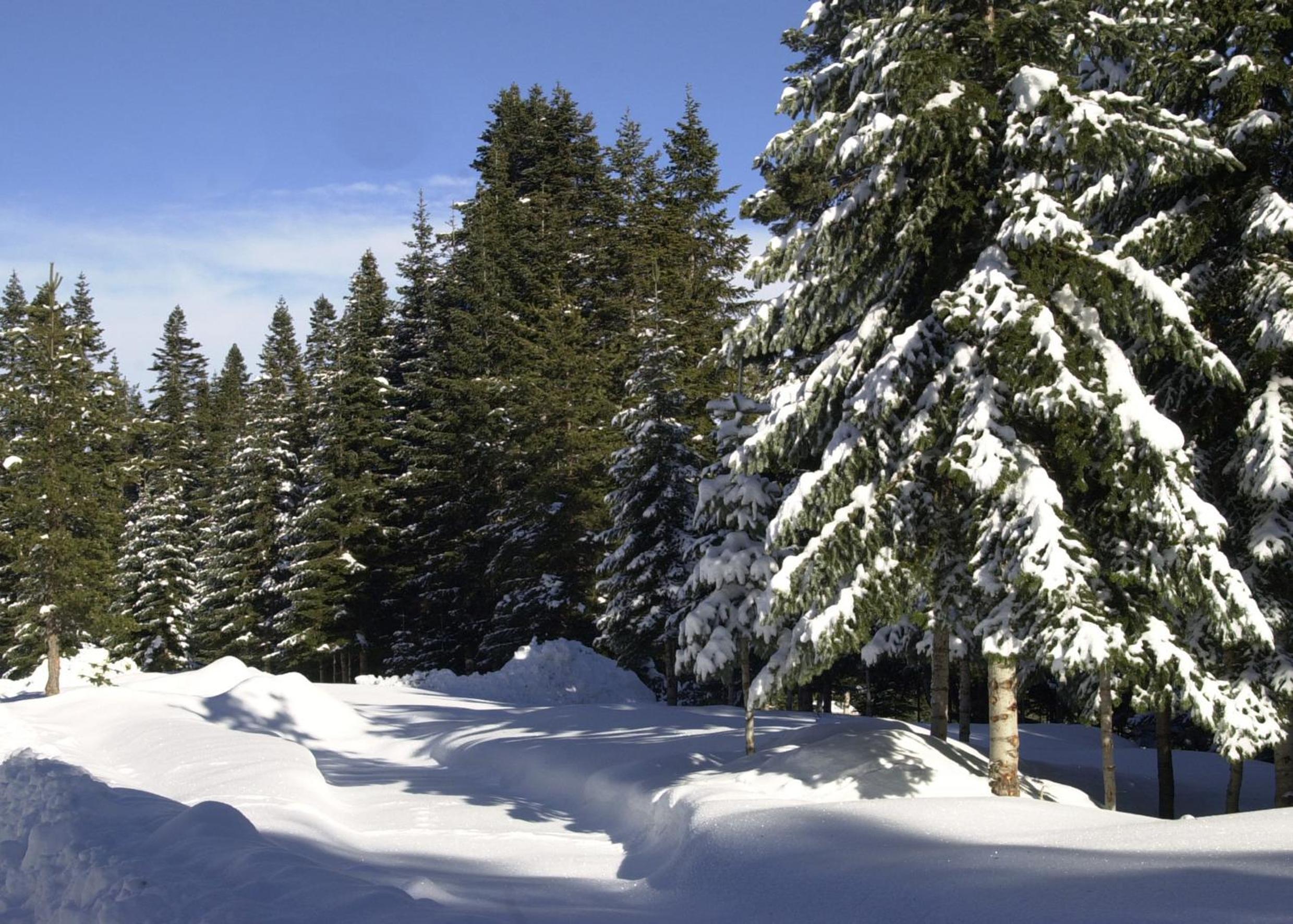 Ilgaz Mountain Resort Hotel