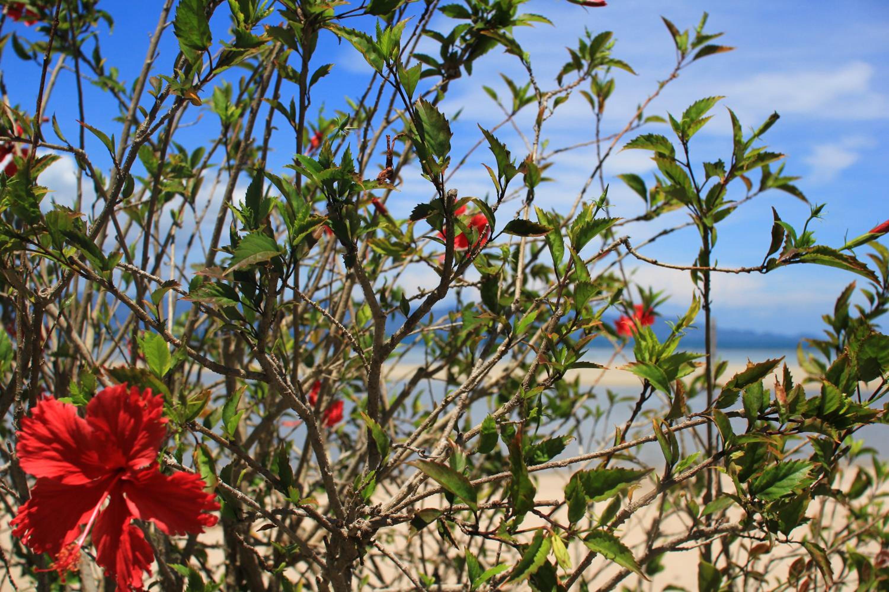 Morning Star Resort