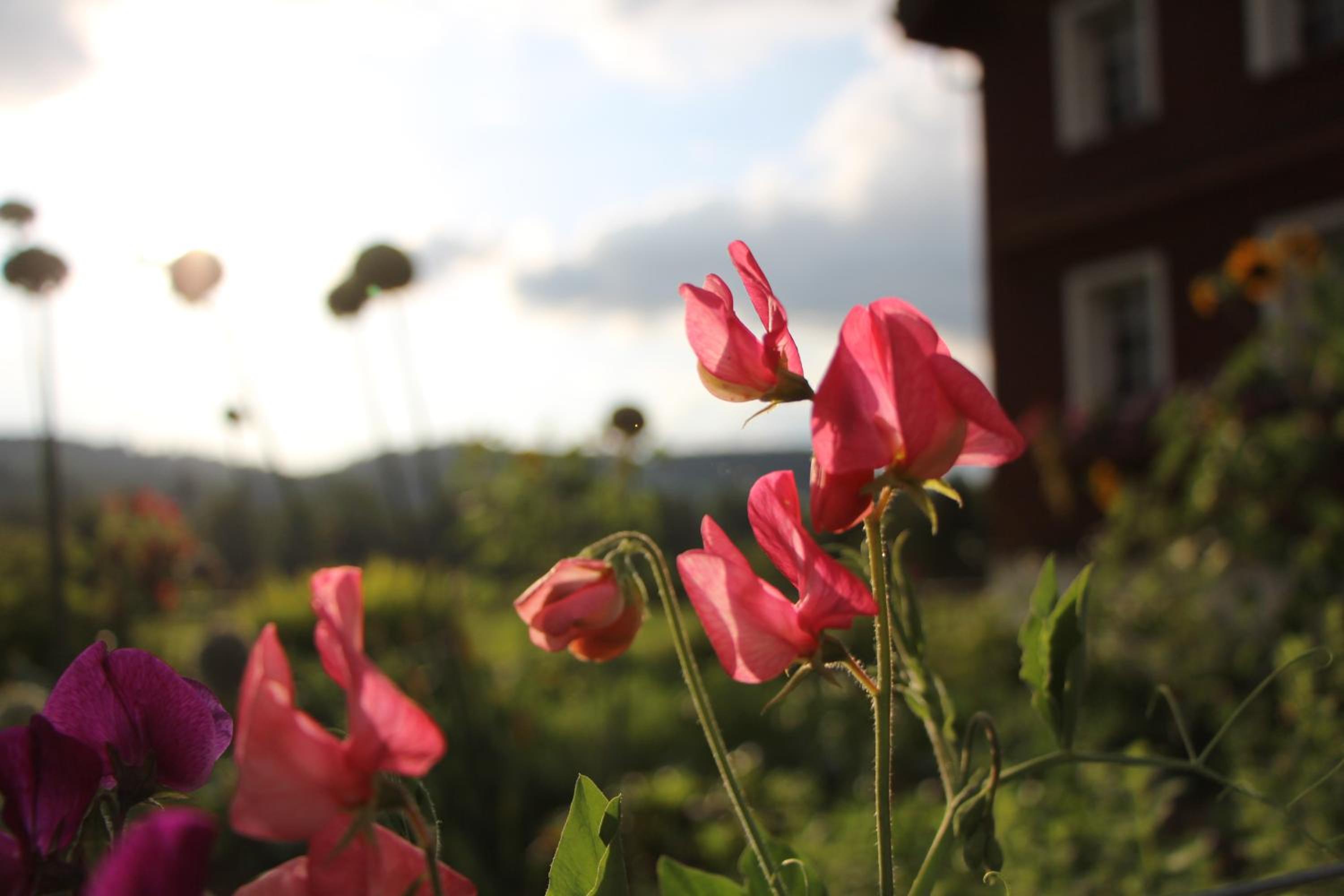 B&B Hofgenuss