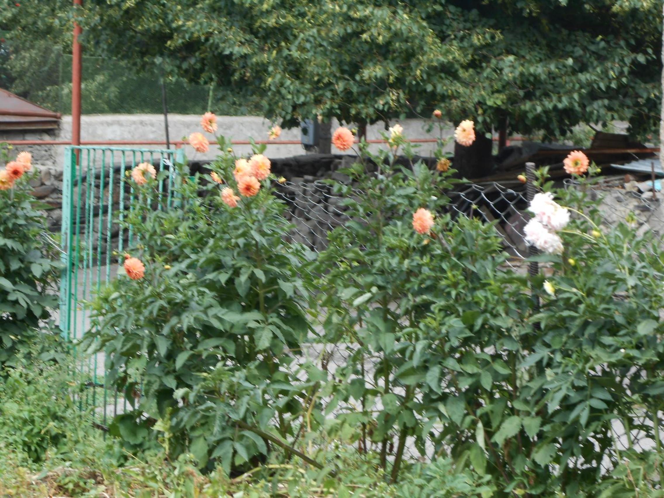 Photo 40