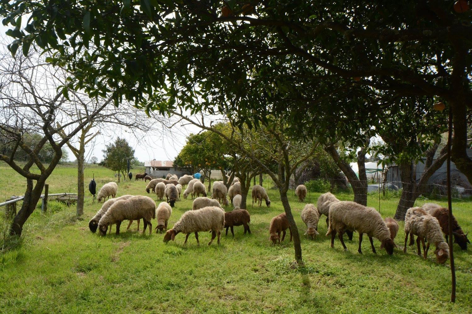 Agriturismo Terra Di Elea azienda agricola di Raimondo MIchela