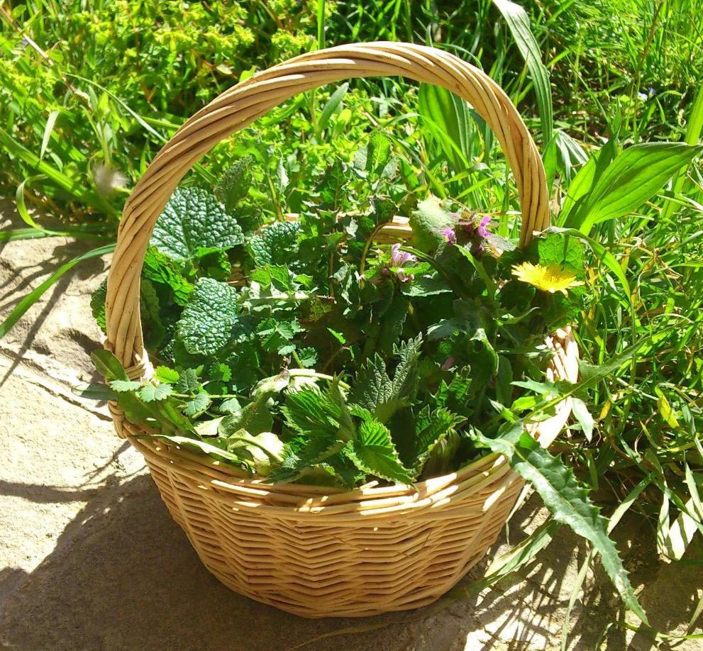 Agriturismo Terra Di Elea azienda agricola di Raimondo MIchela
