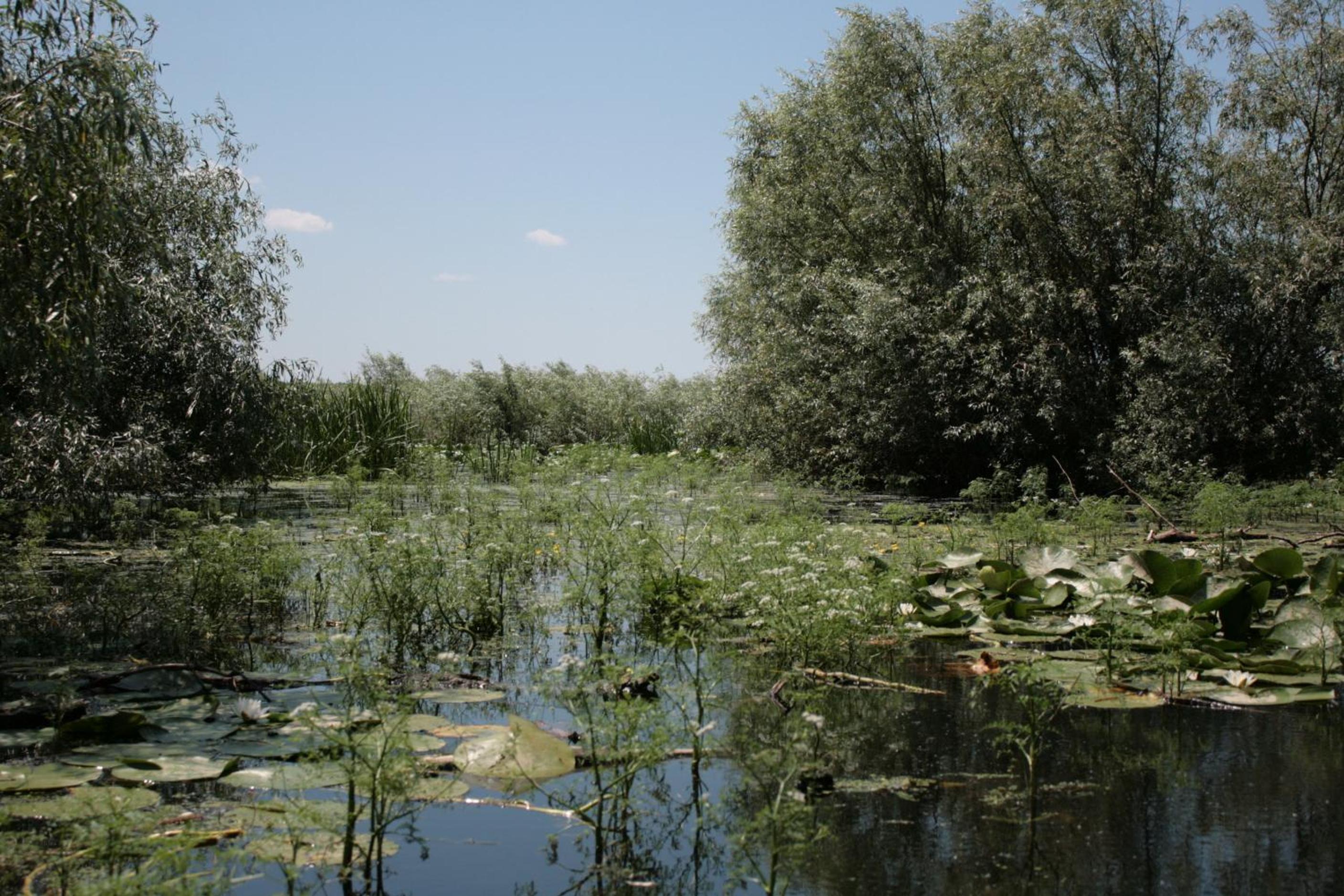 Photo 35