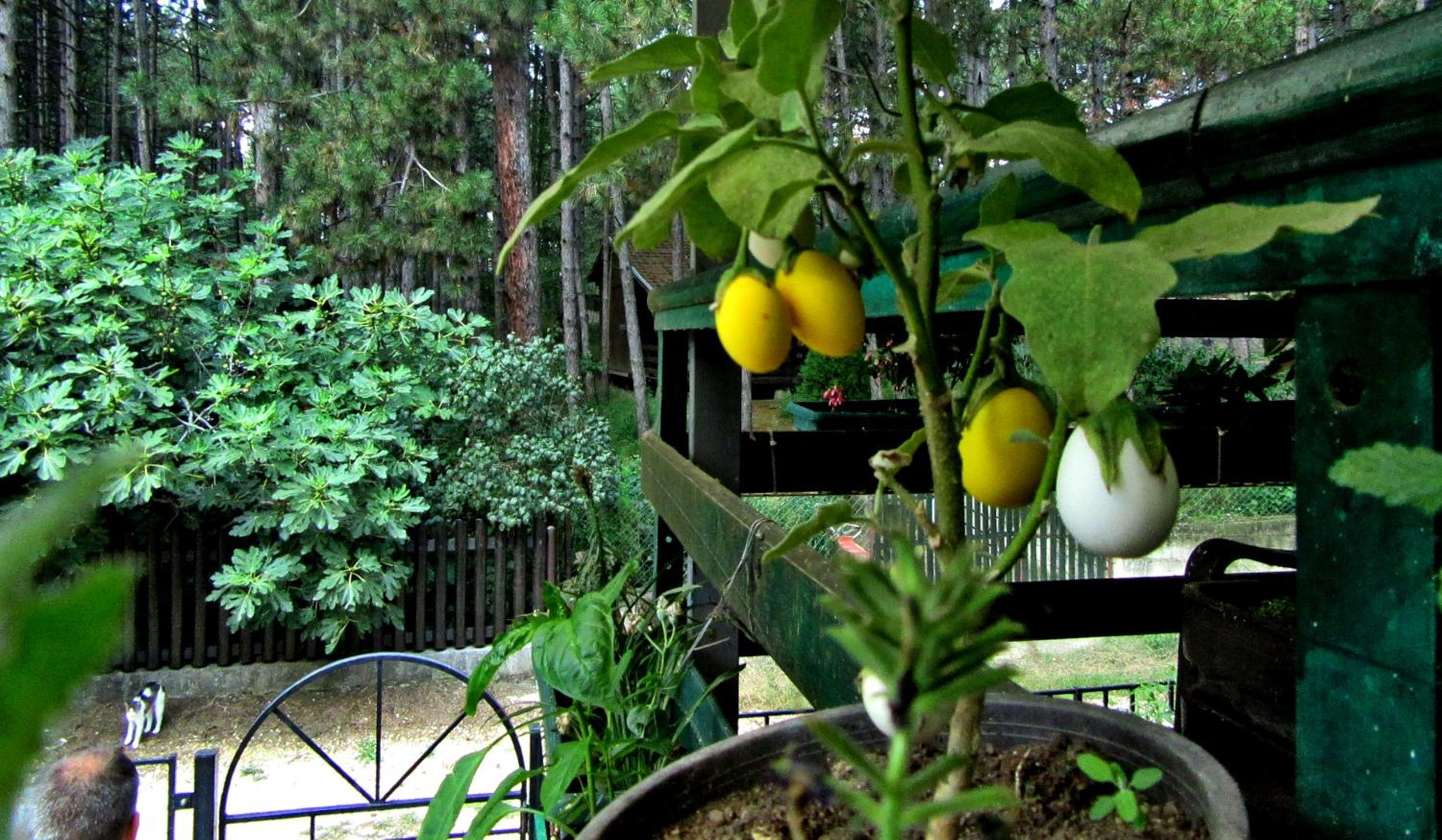 Photo 41