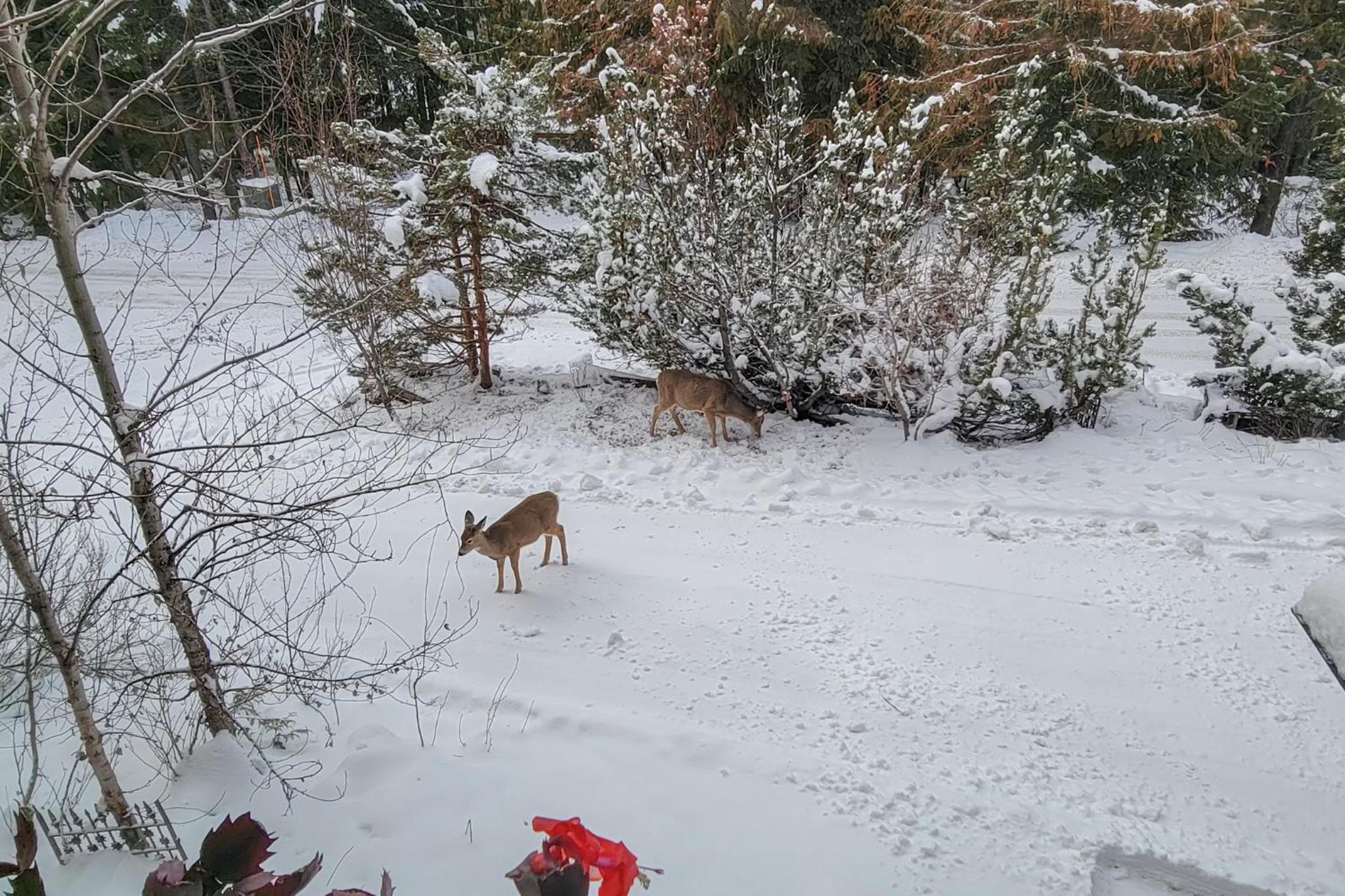 Secluded Mtn Retreat with Resort Perks in Whitefish!