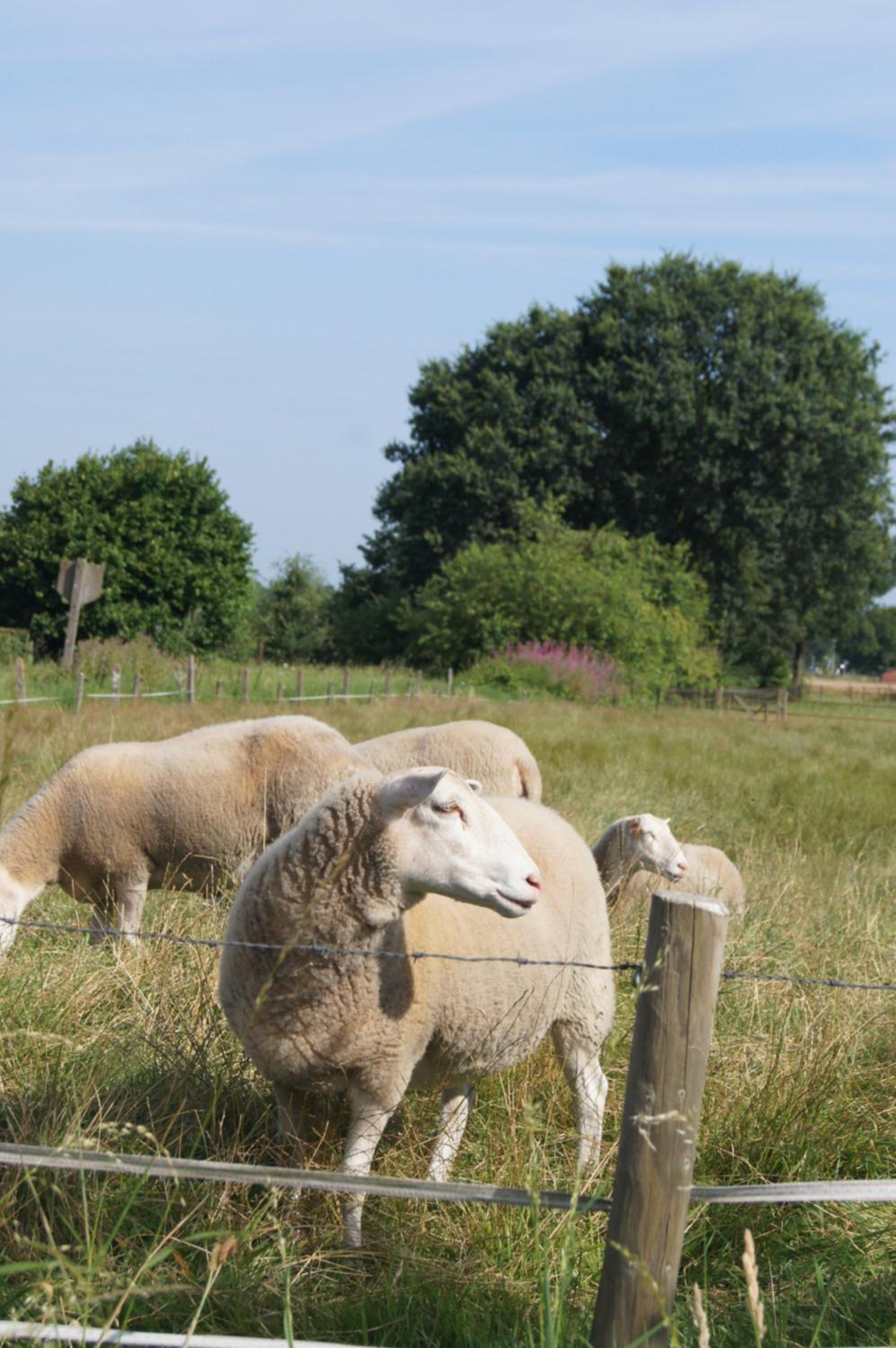 B&B Het Wouwe