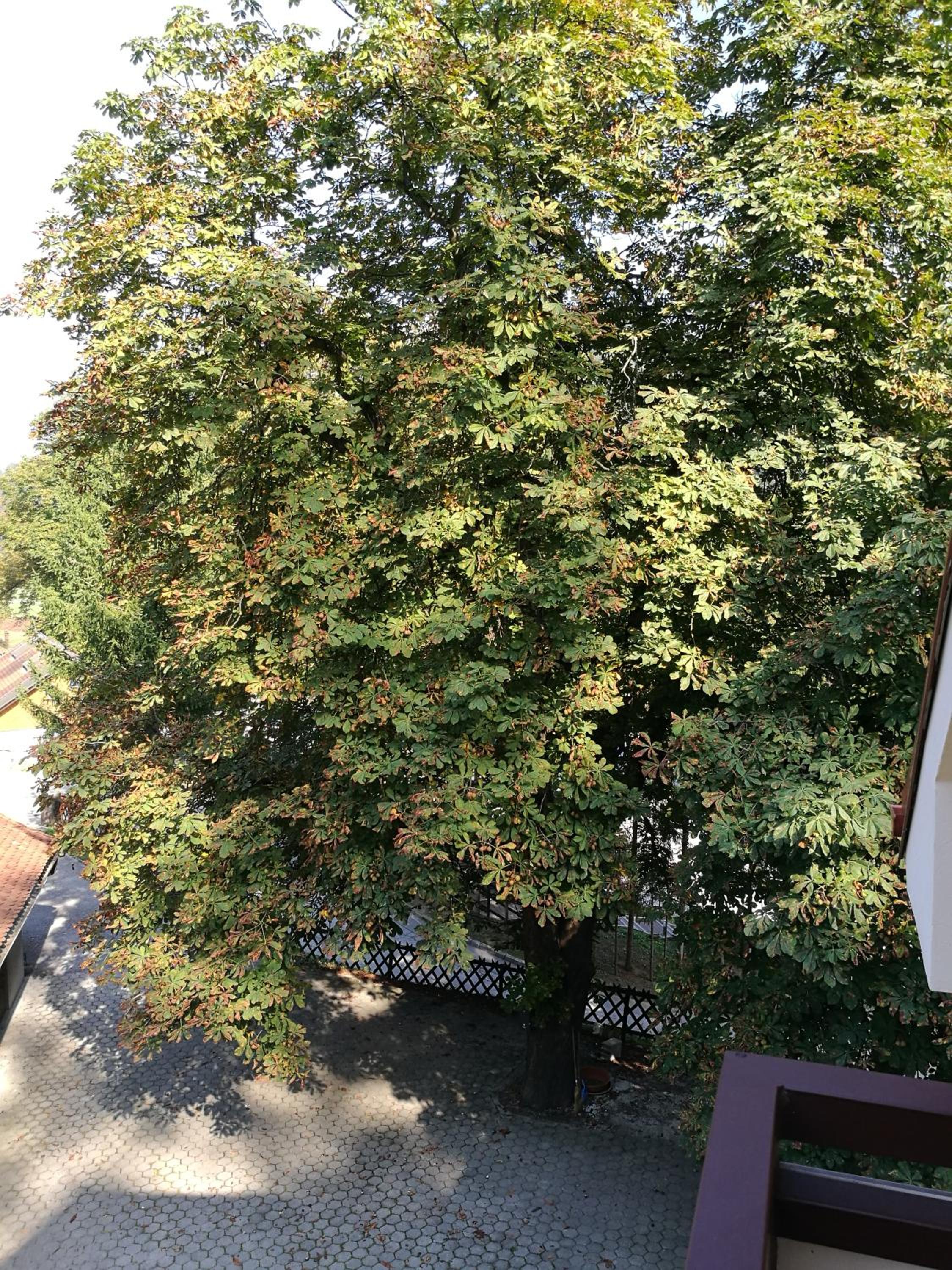 Apartment Belaj, photo 15
