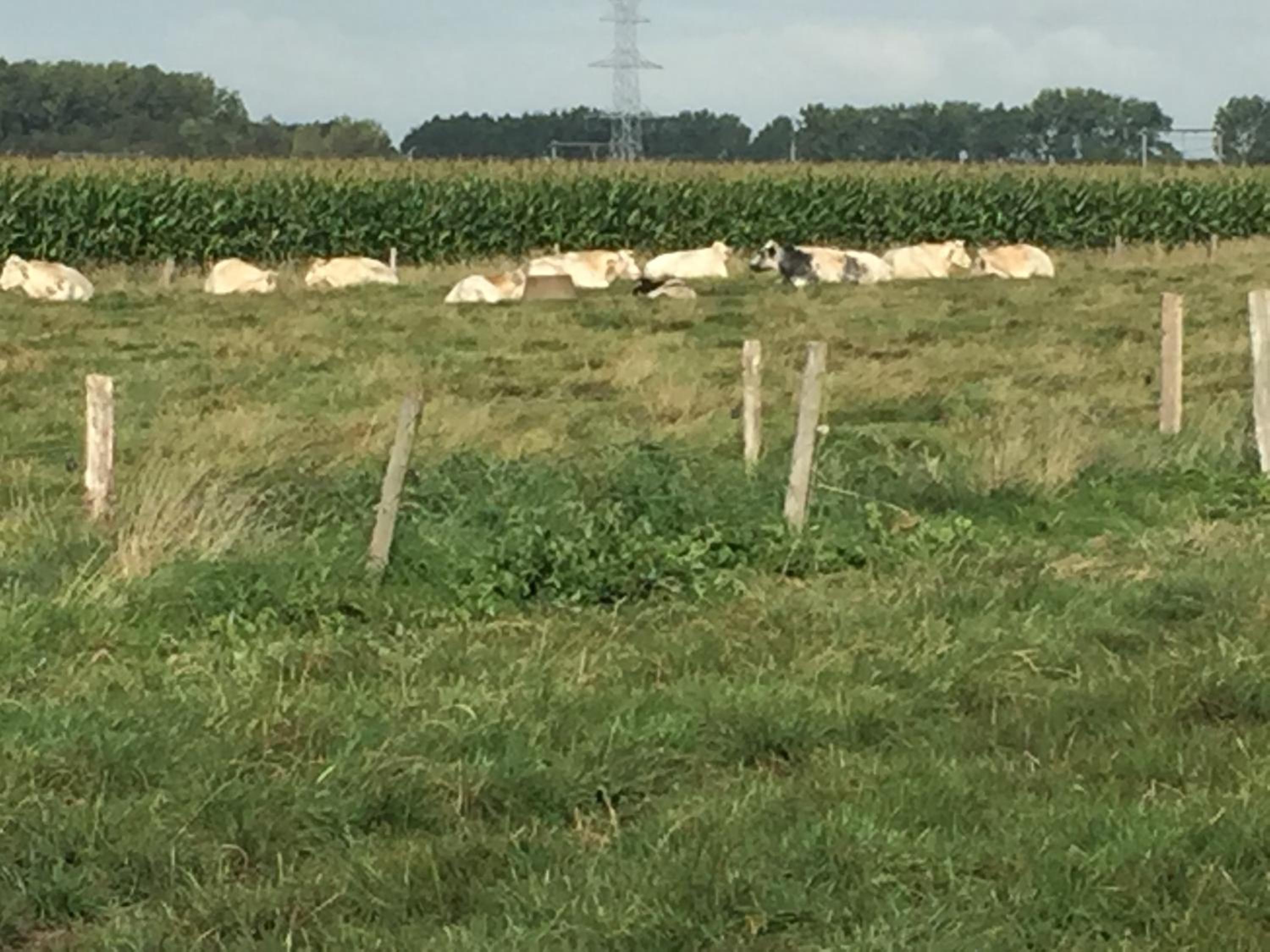 Vakantielogies Boerke Naas