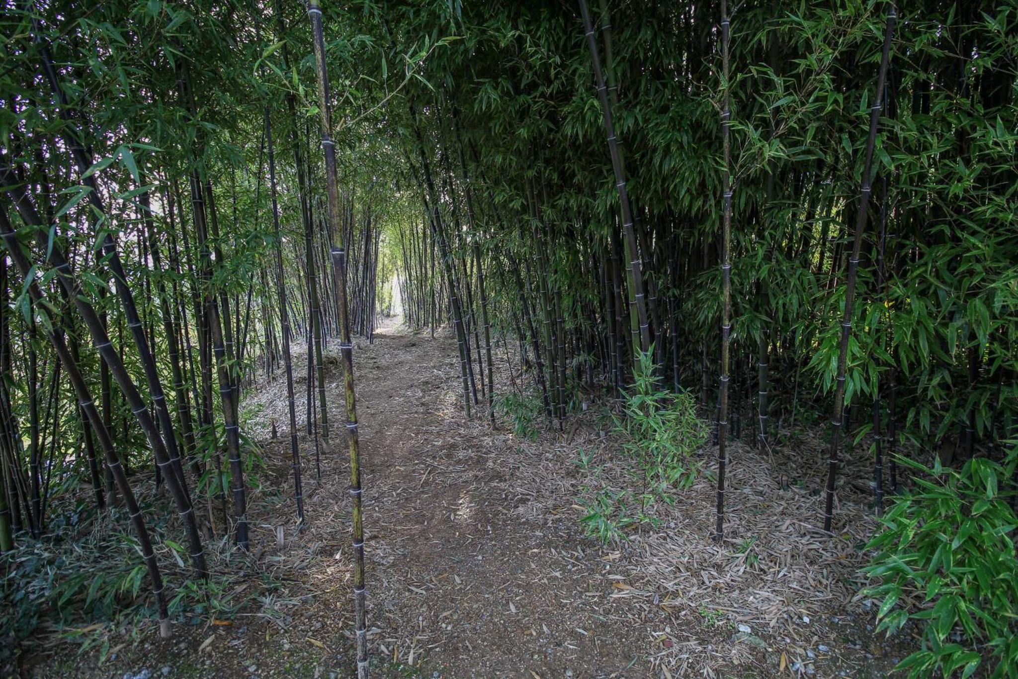 Bosque da Fantasia