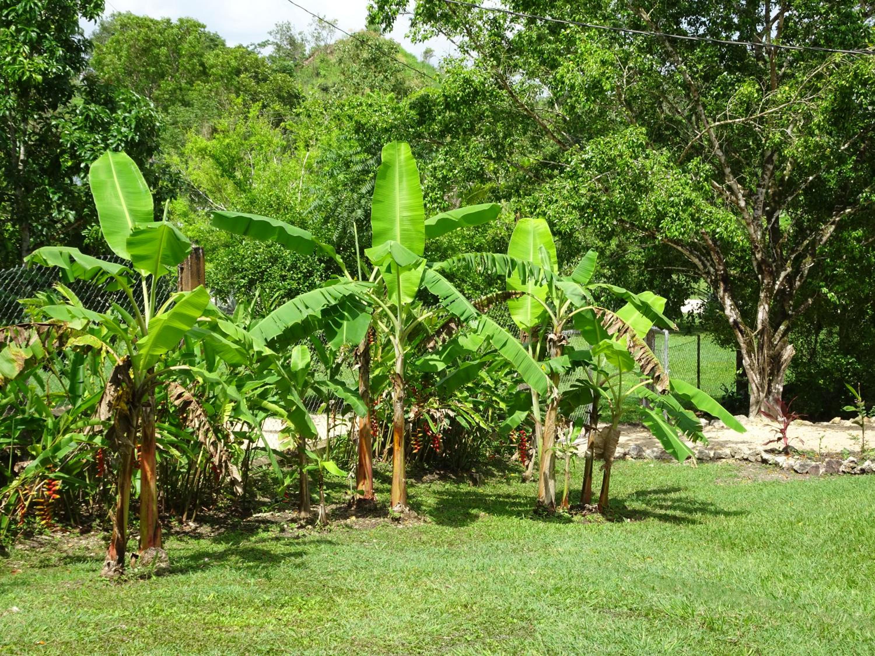 Maya Hill Lodge
