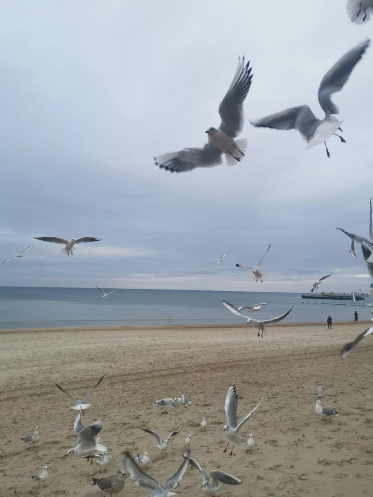 Photo 44