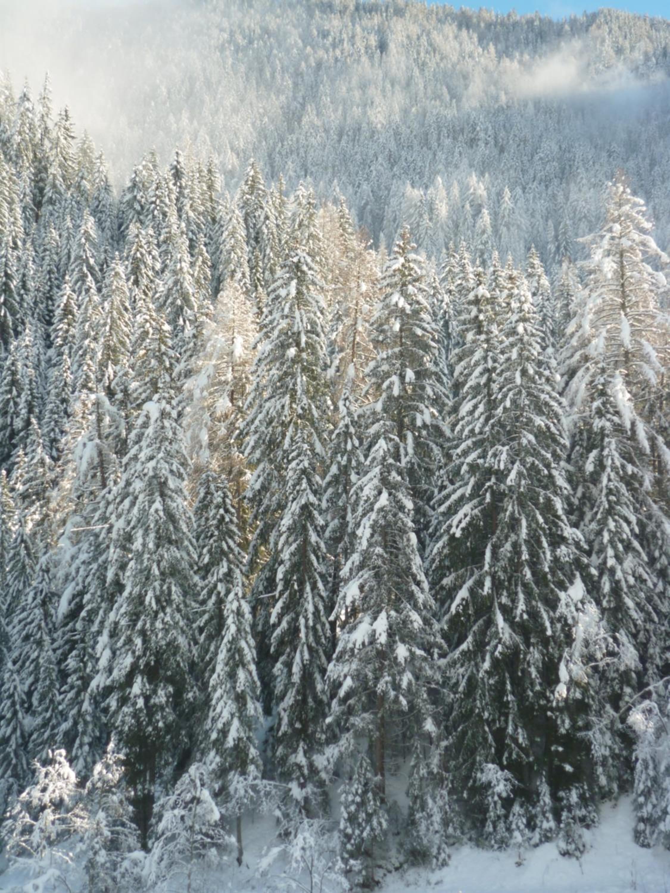Photo 46