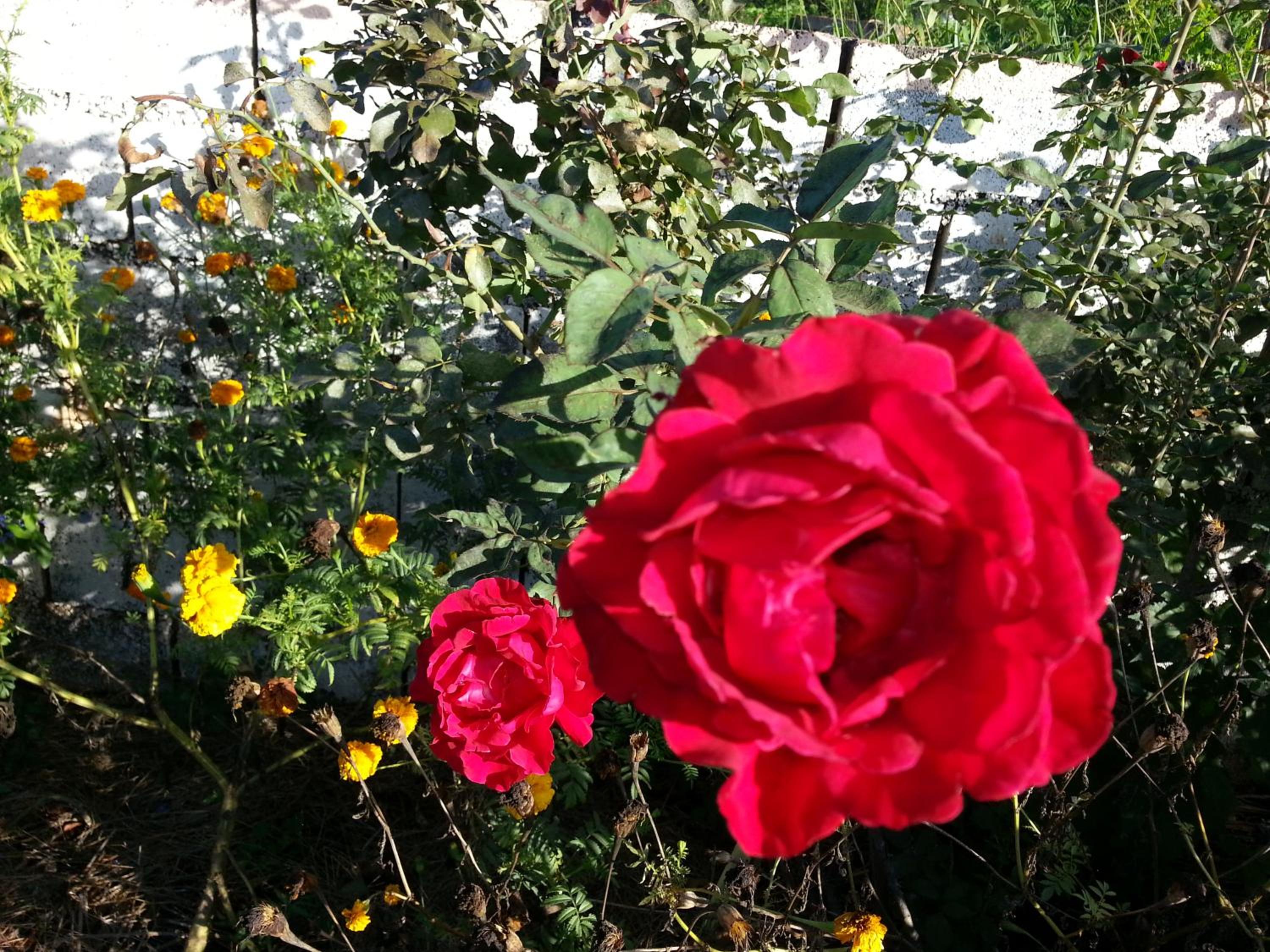 Photo 141