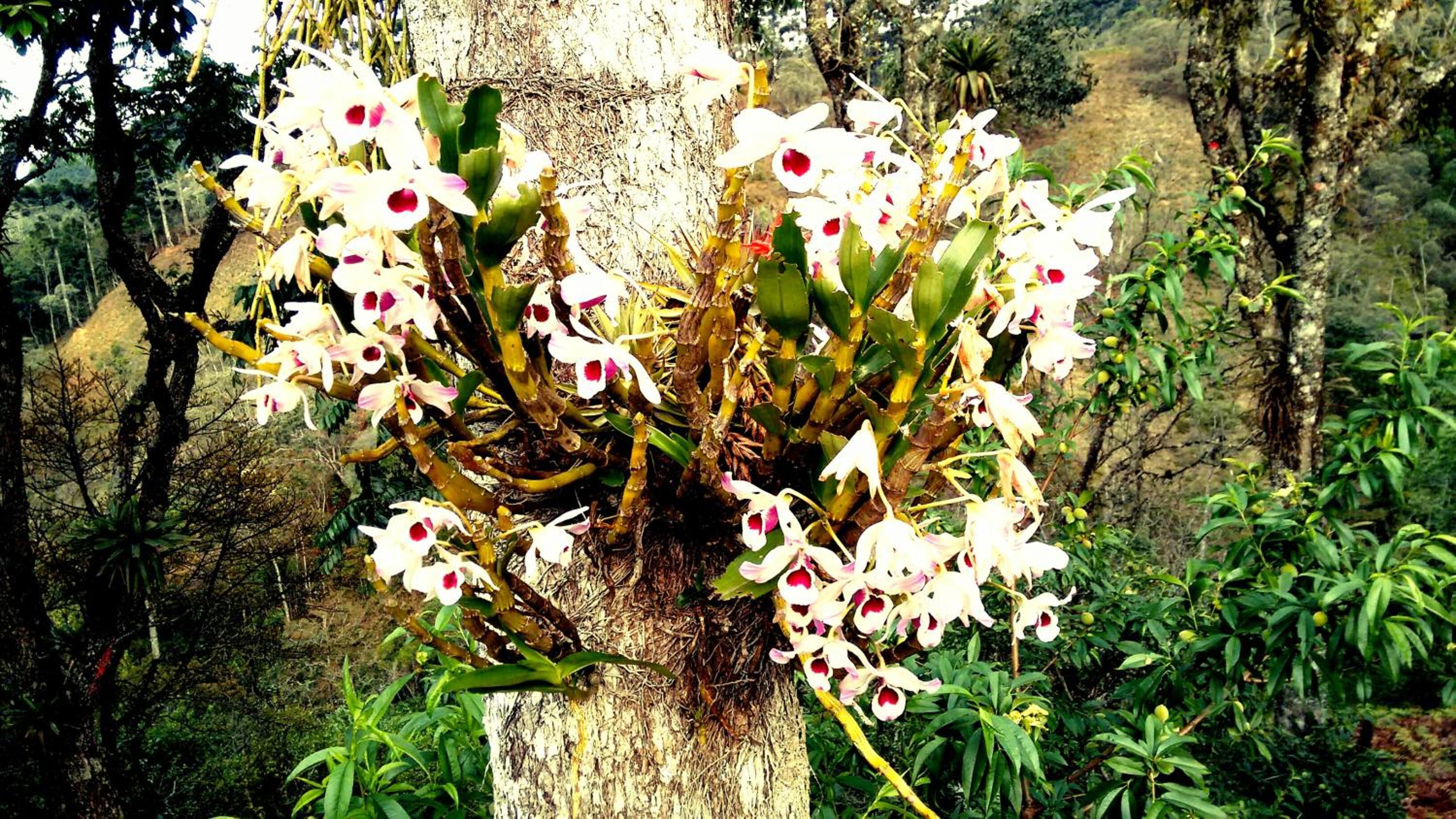 Photo 44
