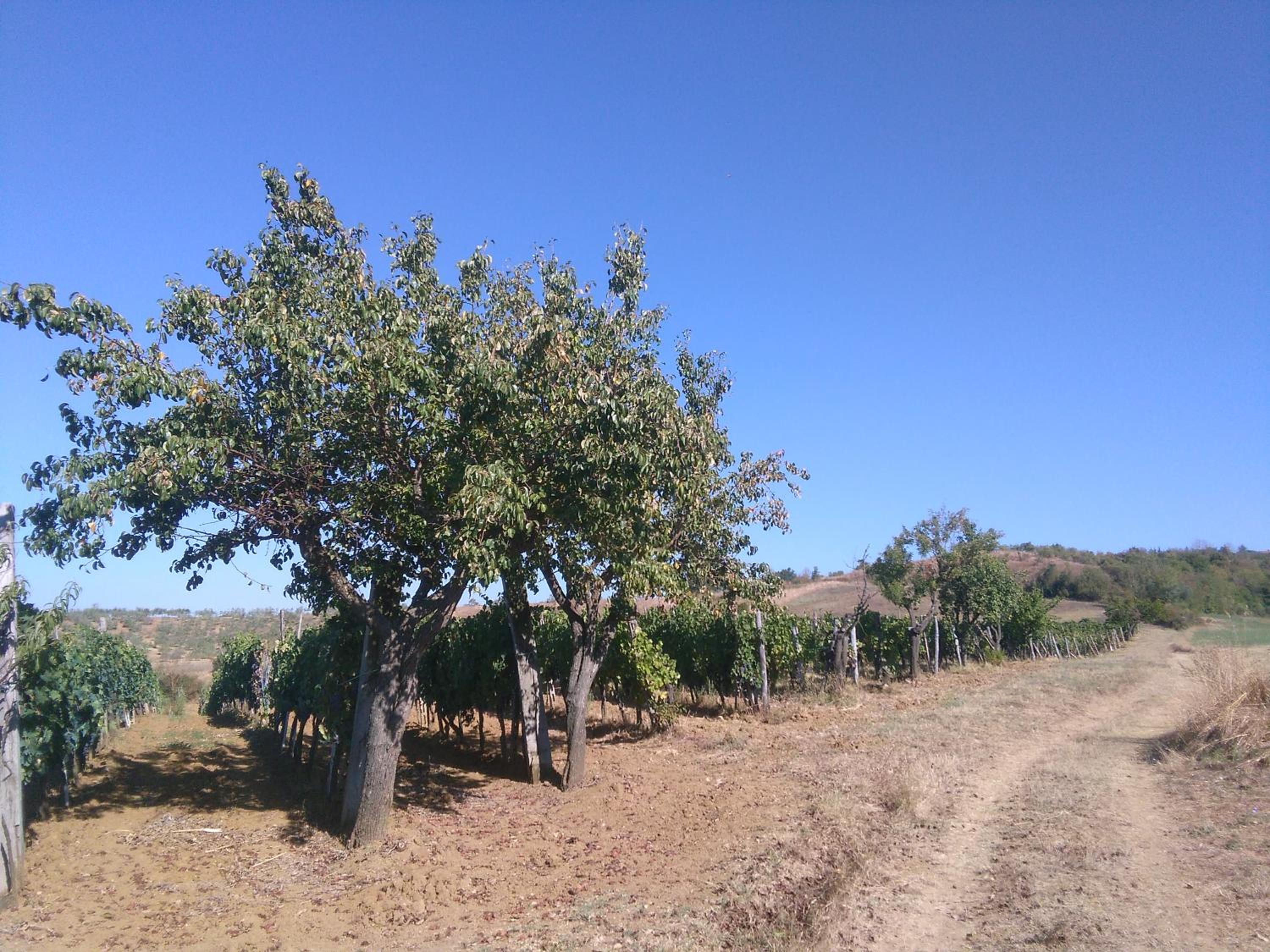 Casa ai Carfini
