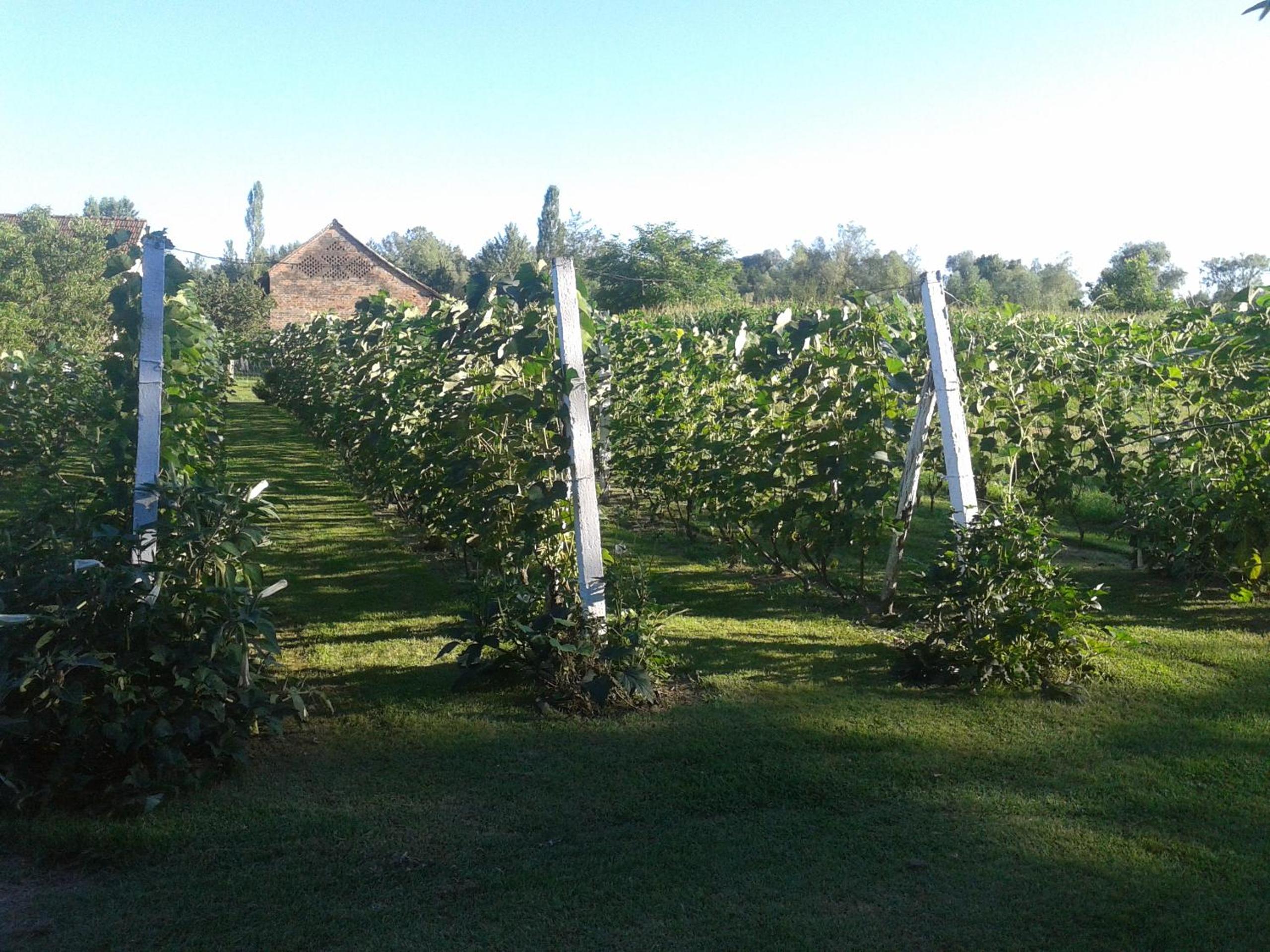Photo 49