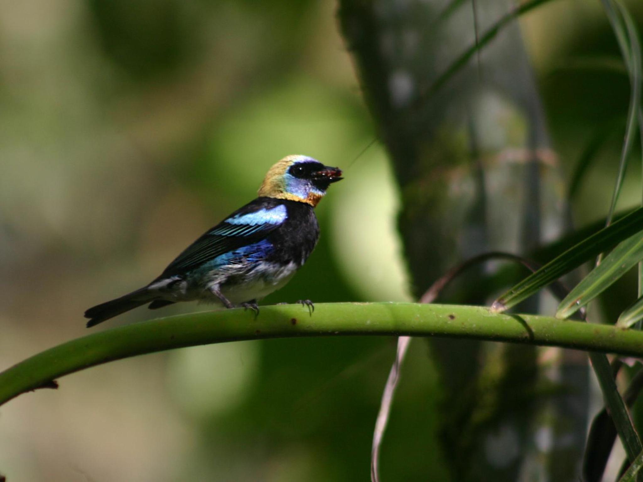 El Colibri Lodge