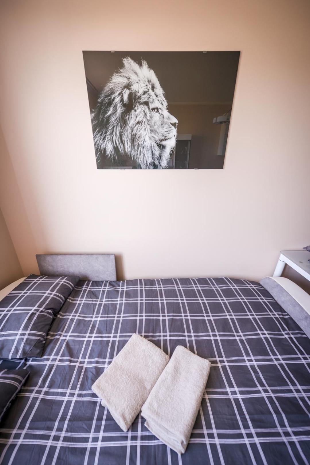 Lion`s Studio