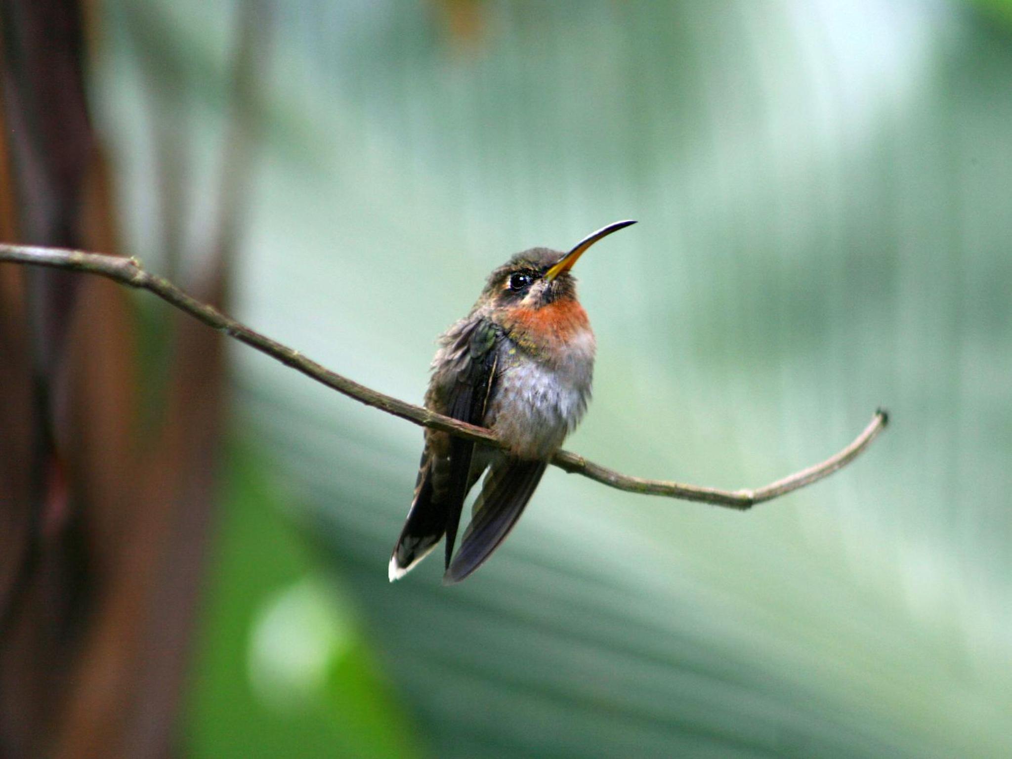 El Colibri Lodge