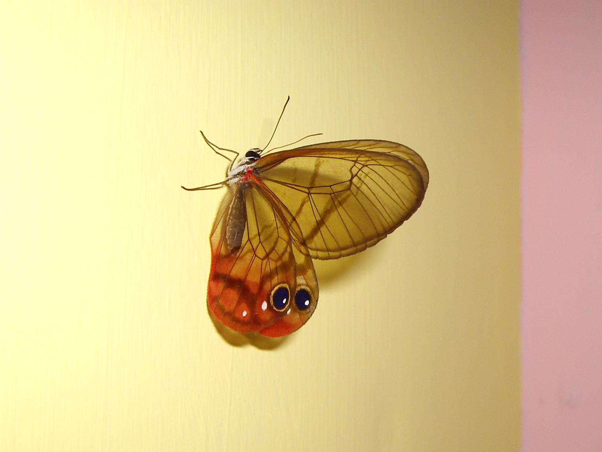 El Colibri Lodge