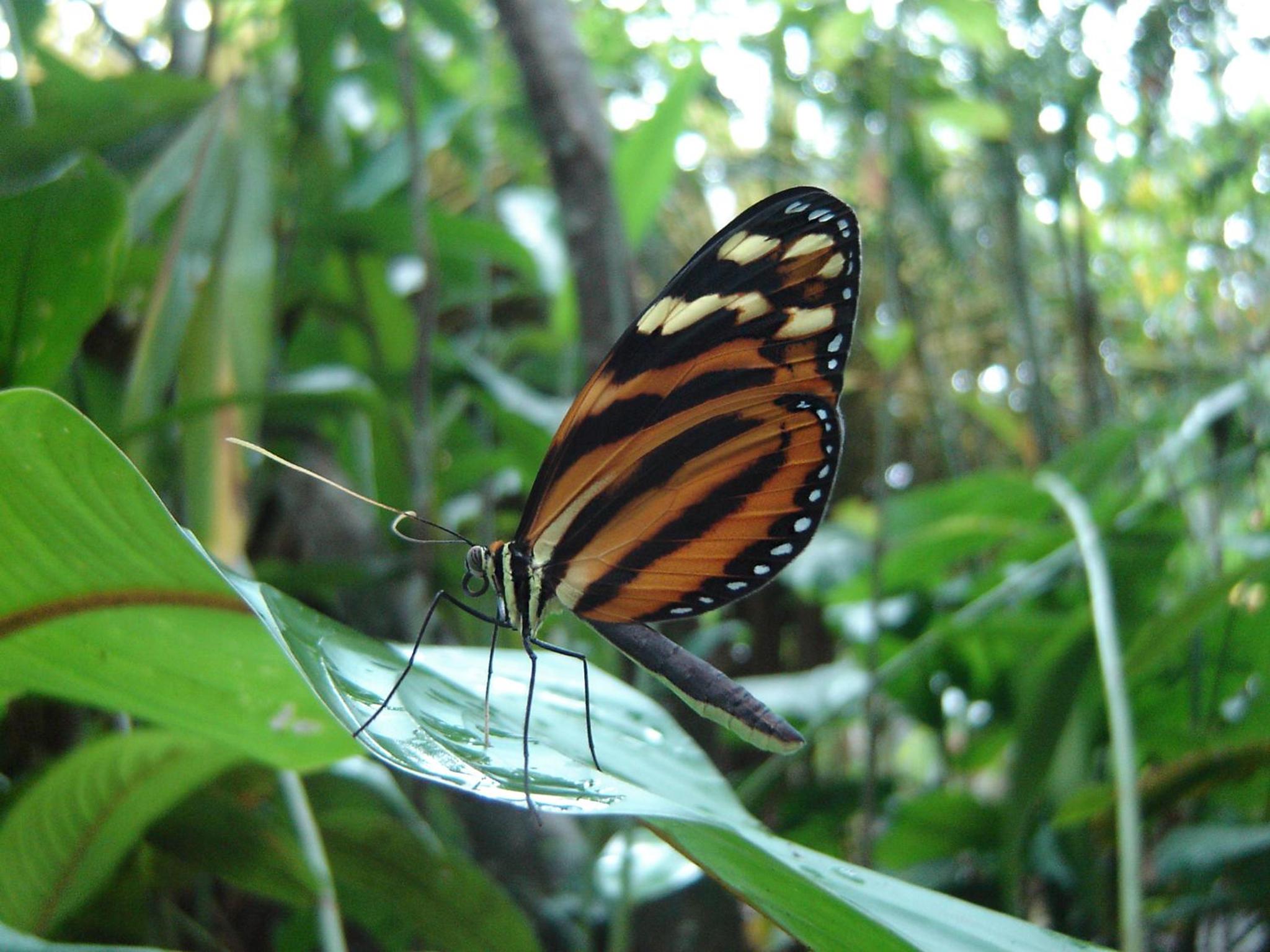 El Colibri Lodge
