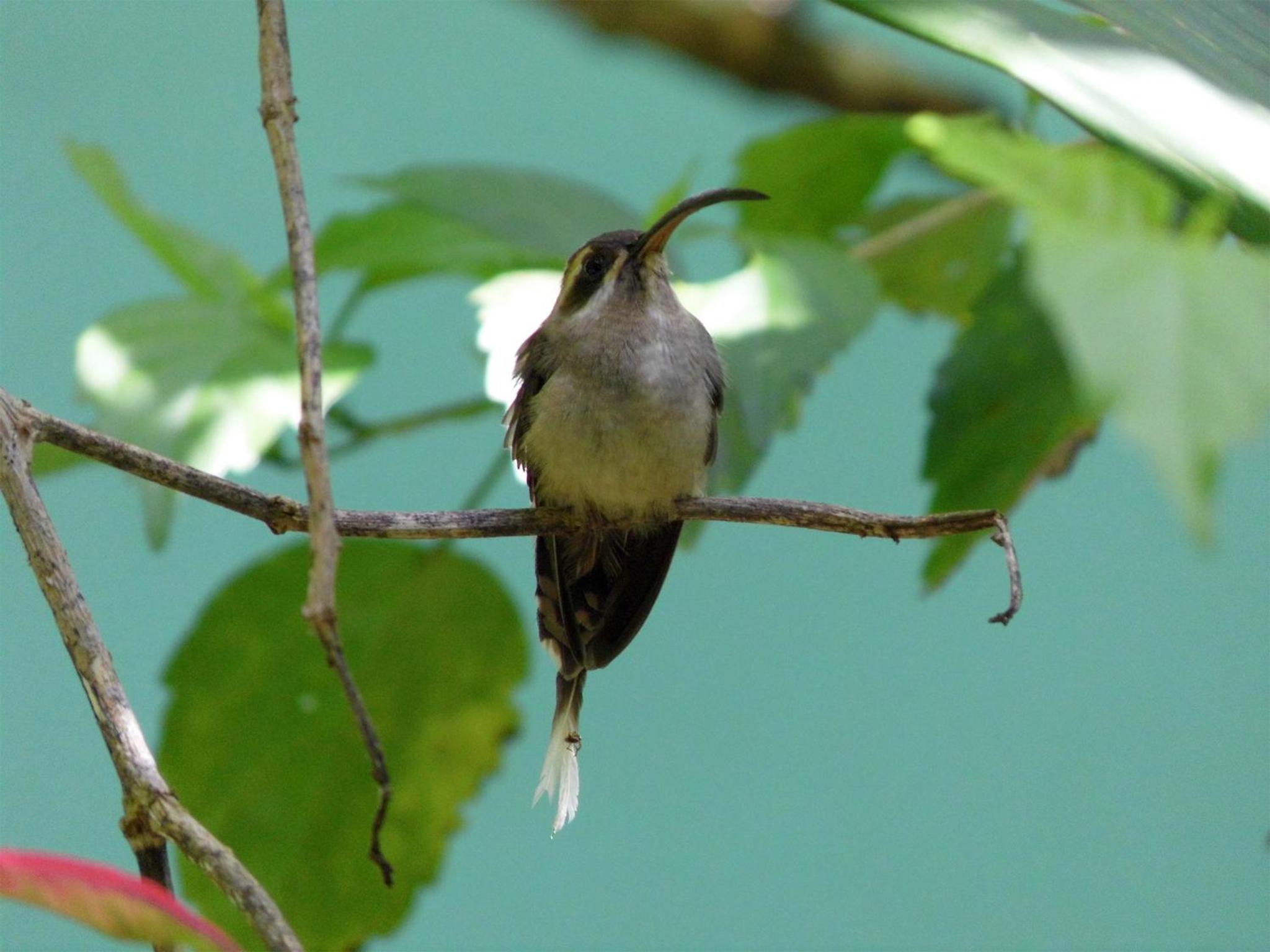 El Colibri Lodge